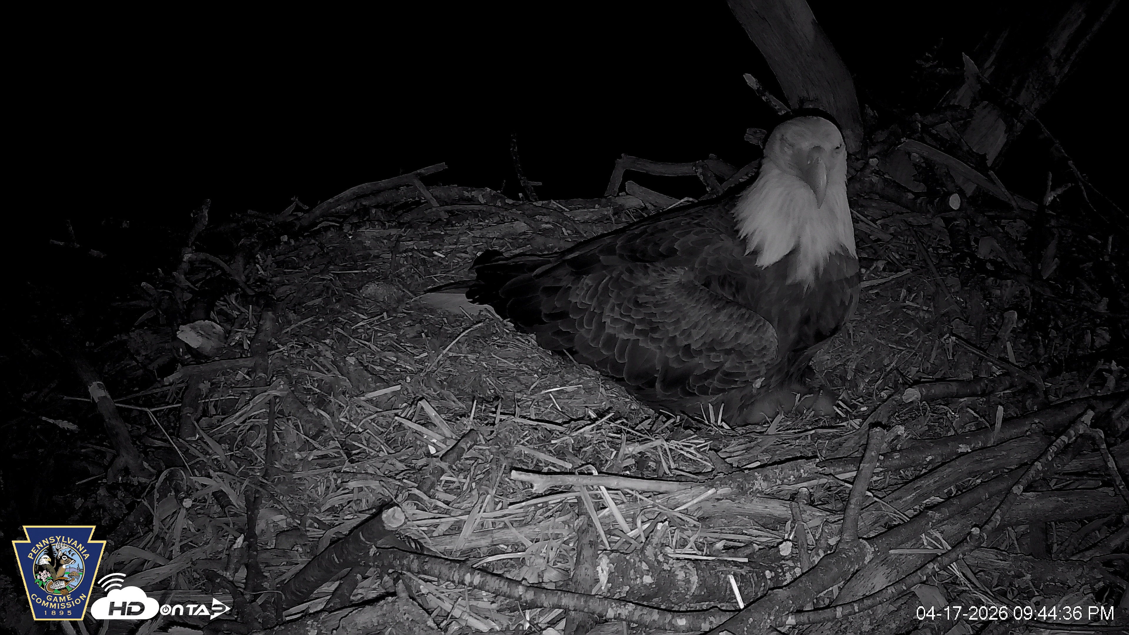 Snapshot of Hanover Eagles Live Cam taken Apr 17, 2026, 9:44pm EDT