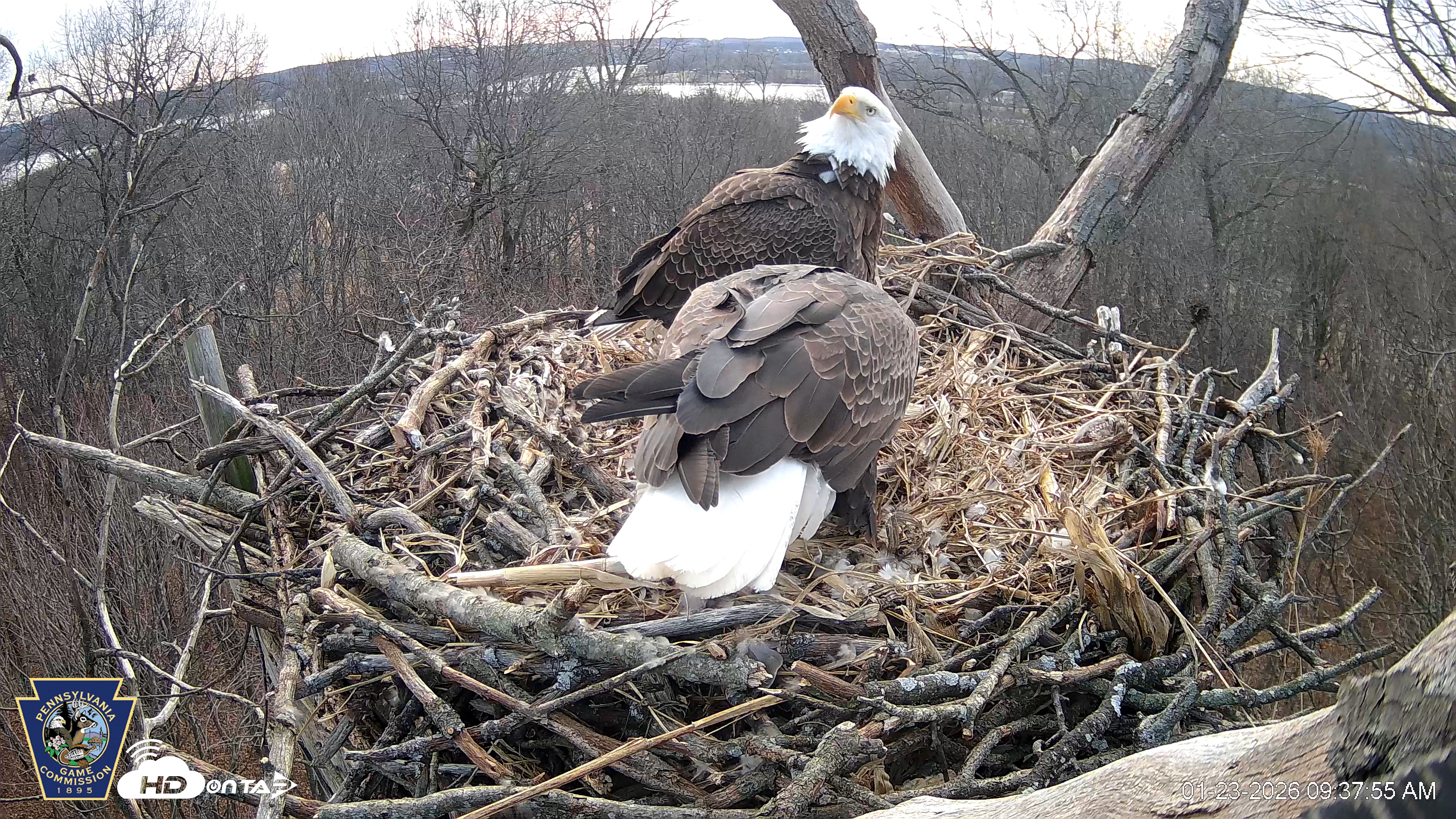 Snapshot of Hanover Eagles Live Cam taken Jan 23, 2026, 9:37am EST