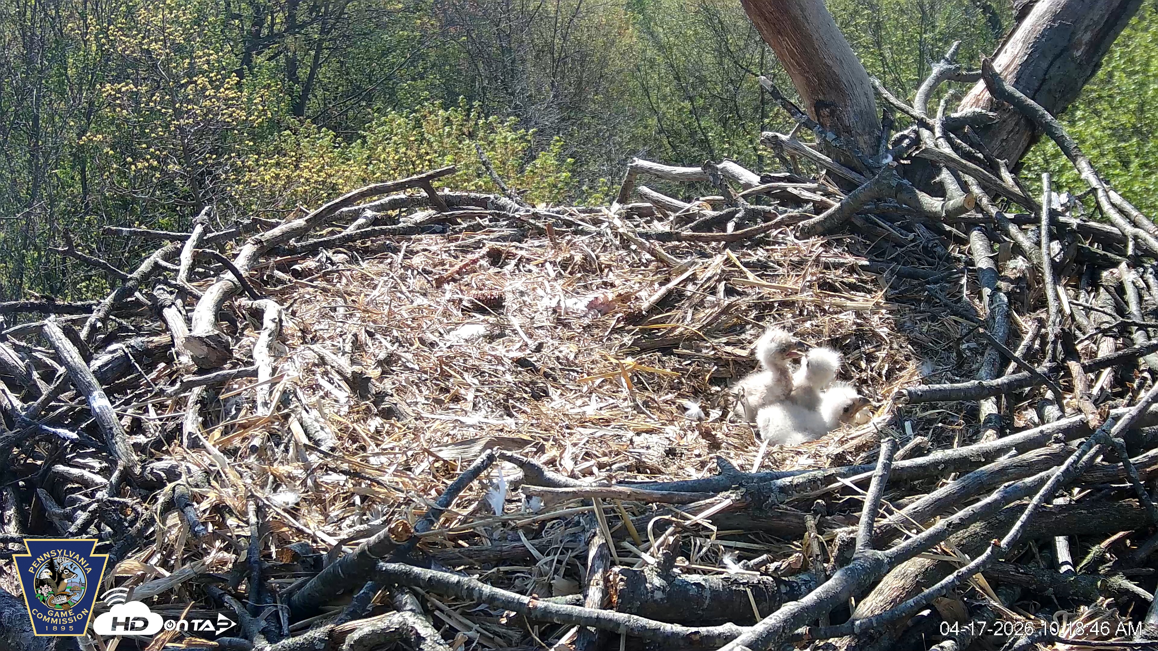 Snapshot of Hanover Eagles Live Cam taken Apr 17, 2026, 10:19am EDT