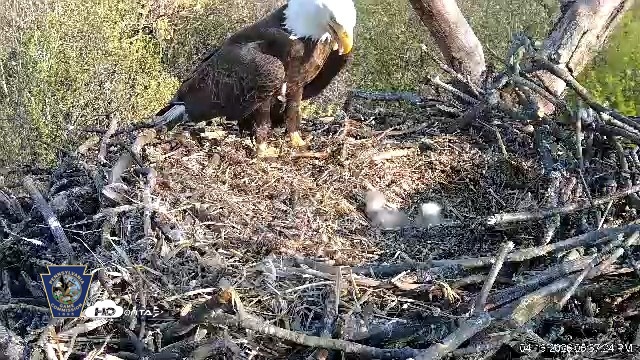 Snapshot of Hanover Eagles Live Cam taken Apr 16, 2026, 5:57pm EDT