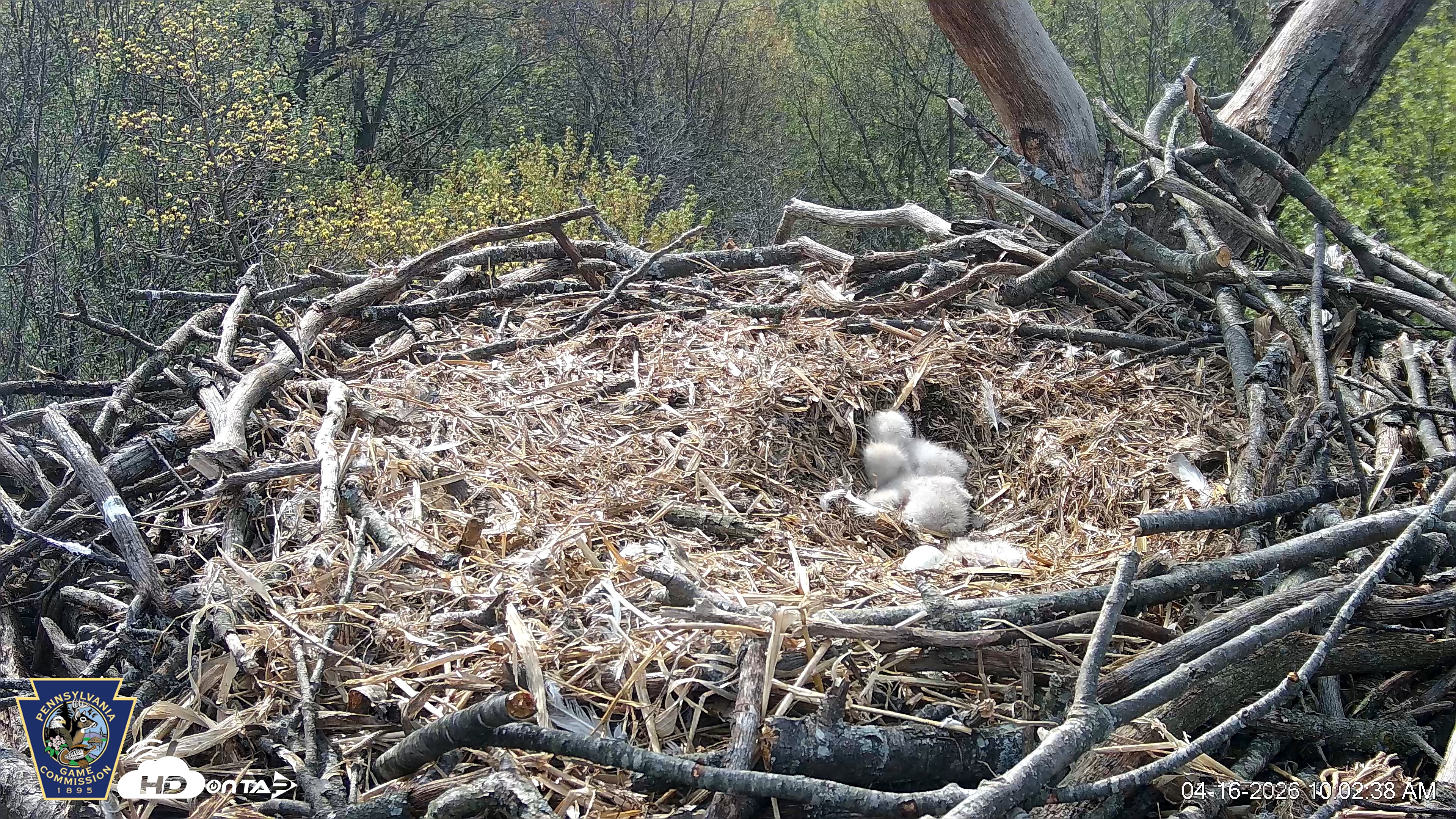 Snapshot of Hanover Eagles Live Cam taken Apr 16, 2026, 10:03am EDT