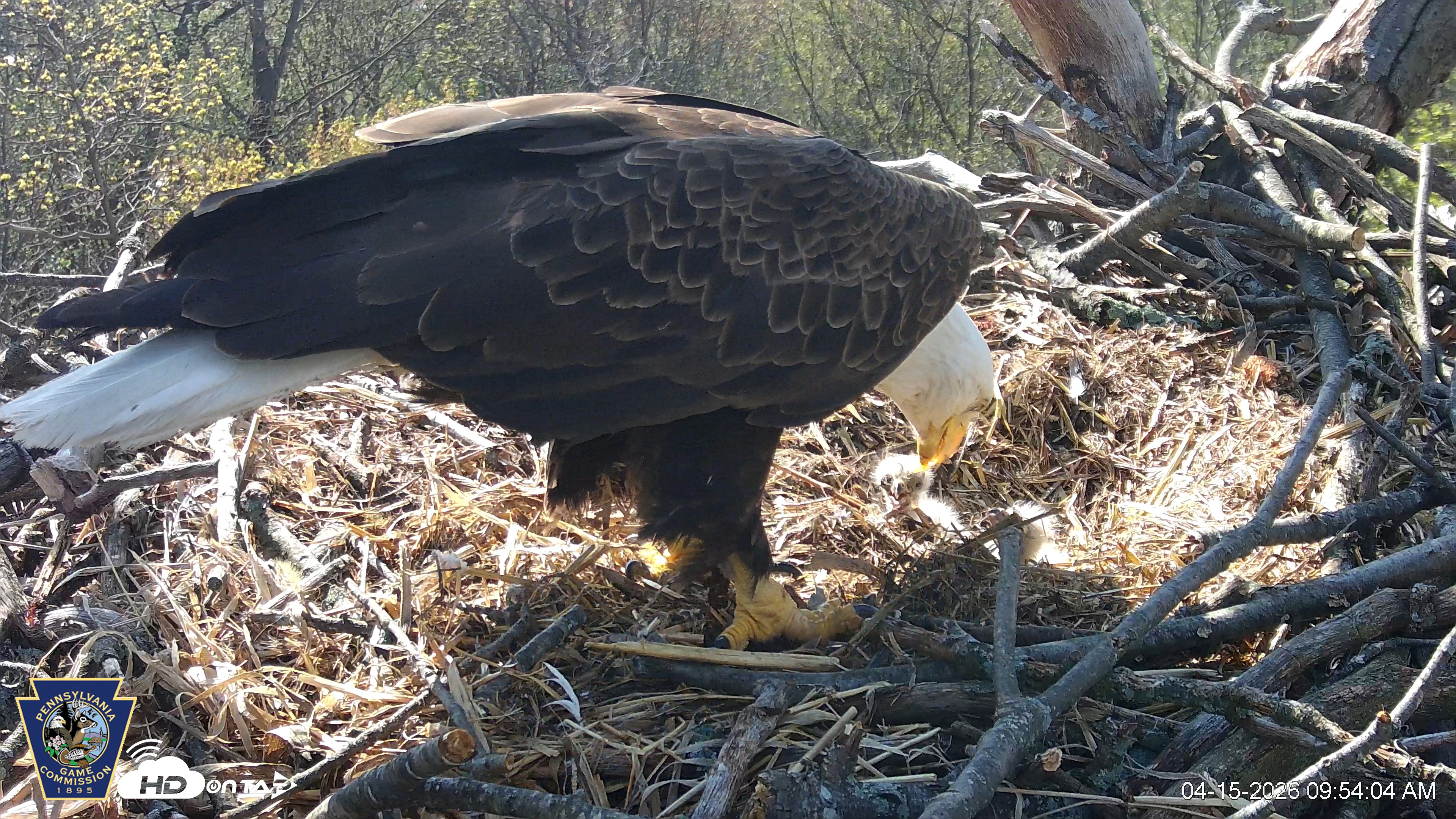 Snapshot of Hanover Eagles Live Cam taken Apr 15, 2026, 9:55am EDT