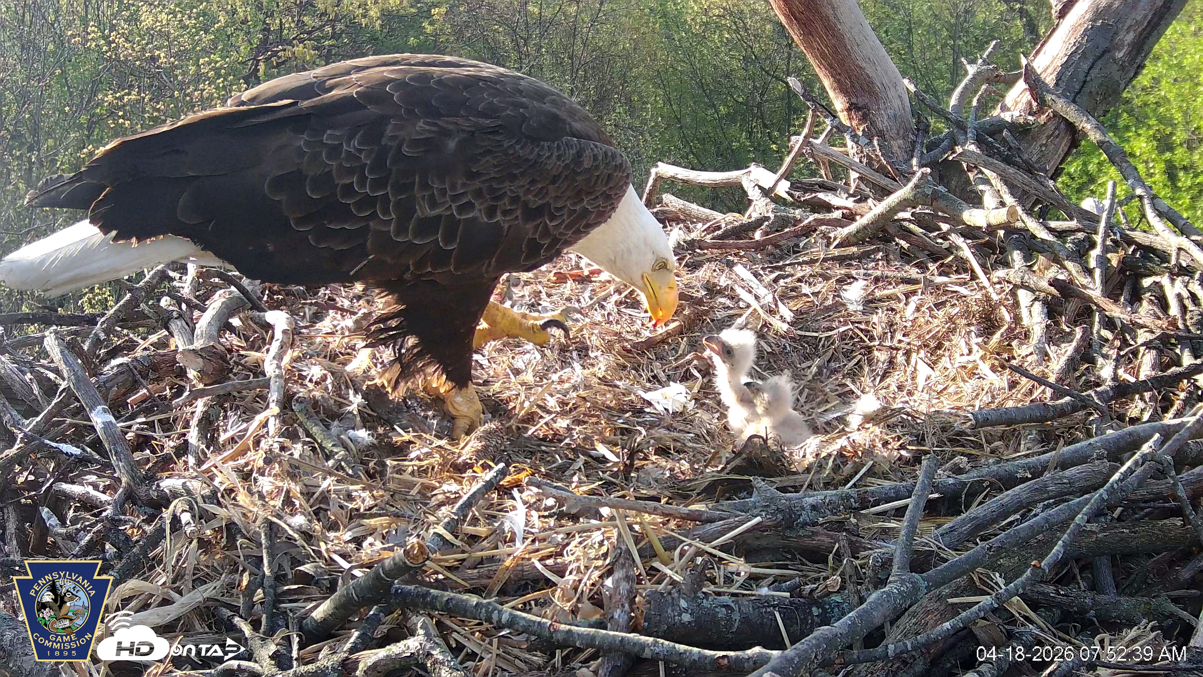Snapshot of Hanover Eagles Live Cam taken Apr 18, 2026, 7:53am EDT