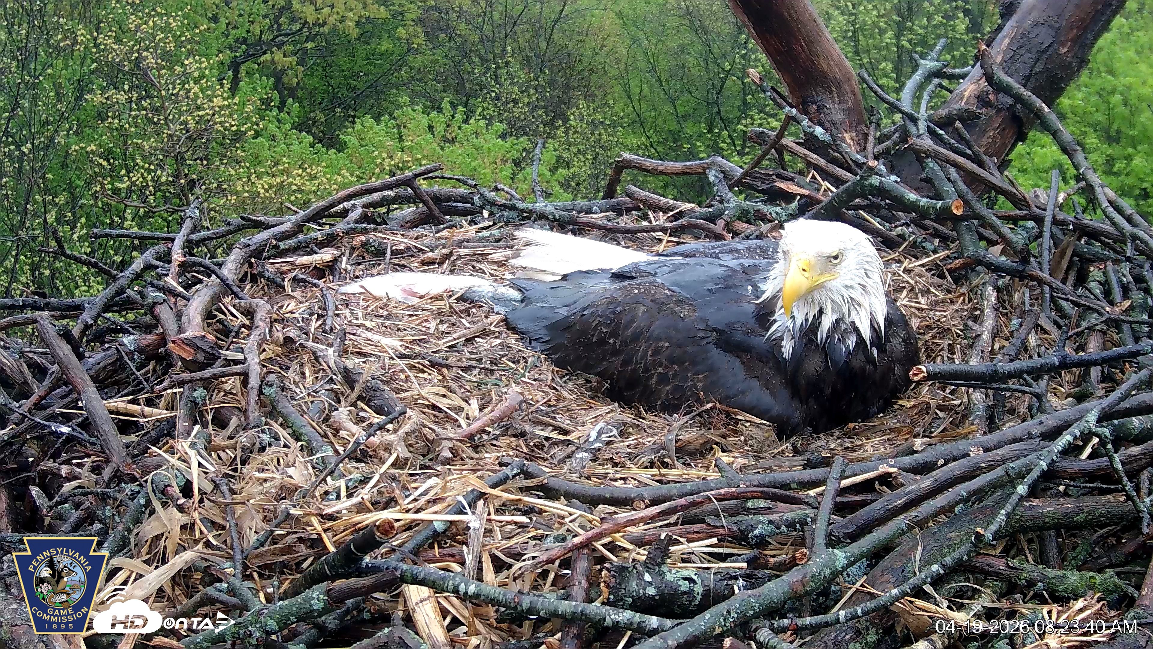 Snapshot of Hanover Eagles Live Cam taken Apr 19, 2026, 8:23am EDT