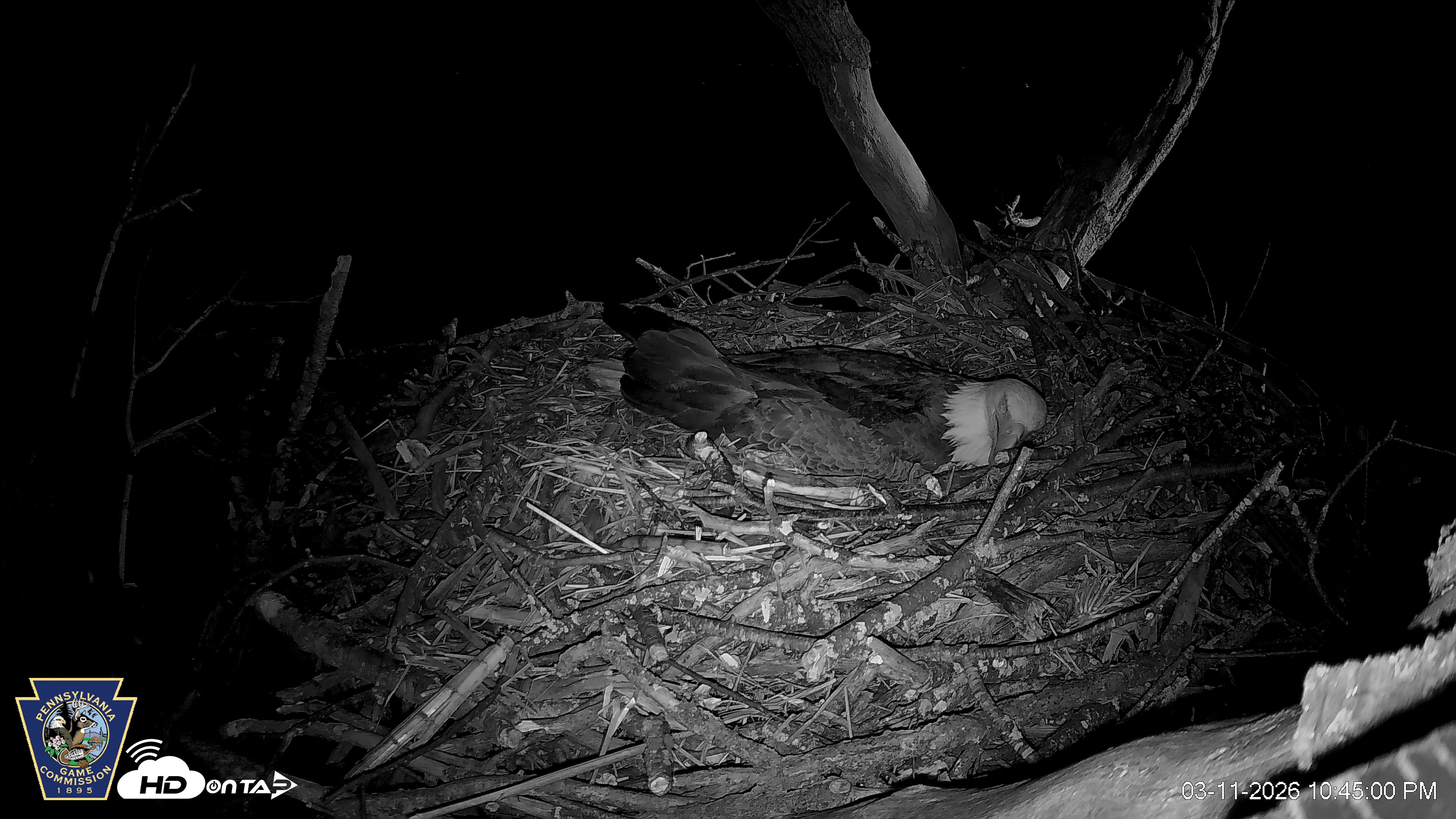 Snapshot of Hanover Eagles Live Cam taken Mar 11, 2026, 10:45pm EDT