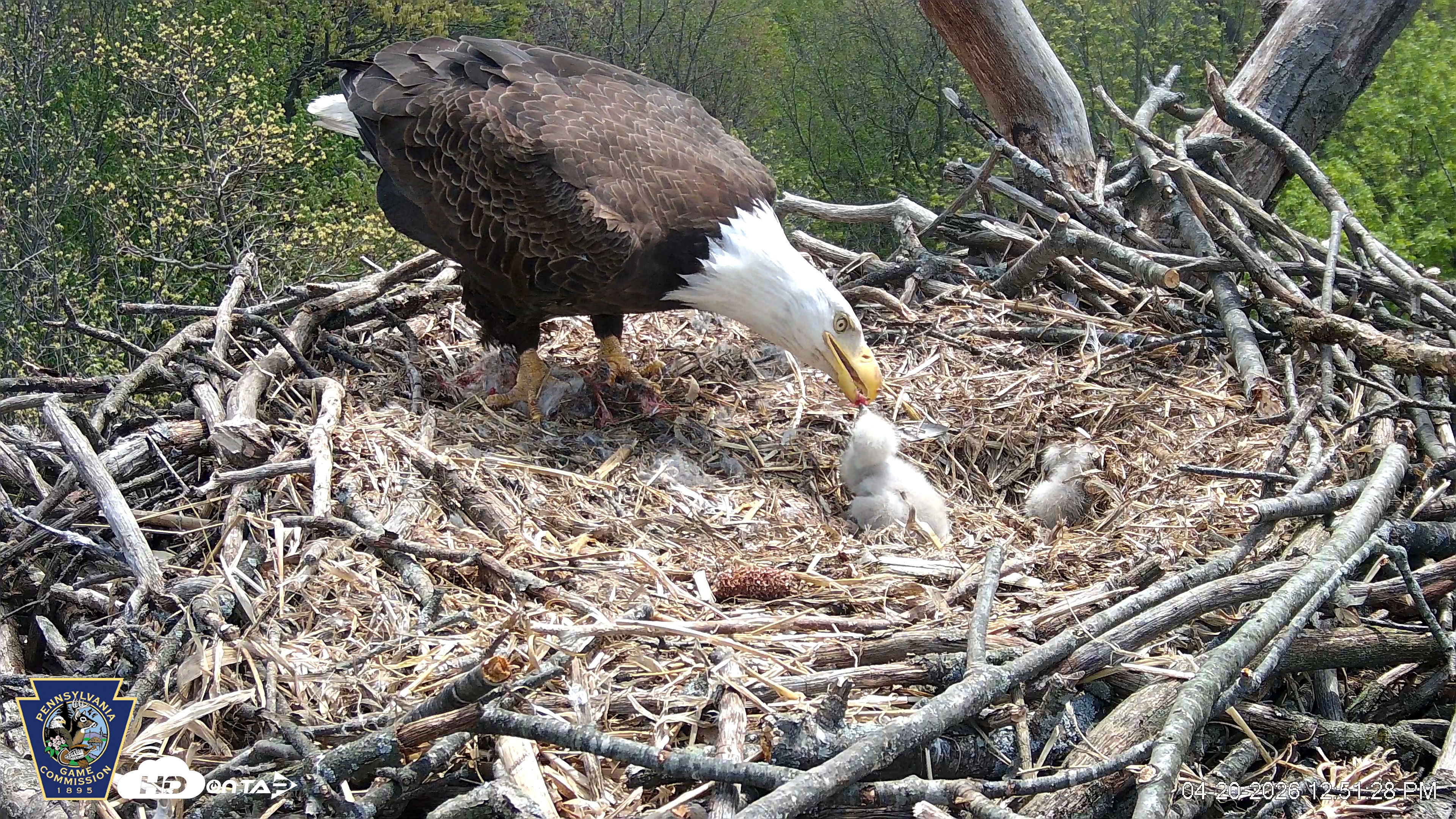 Snapshot of Hanover Eagles Live Cam taken Apr 20, 2026, 12:51pm EDT