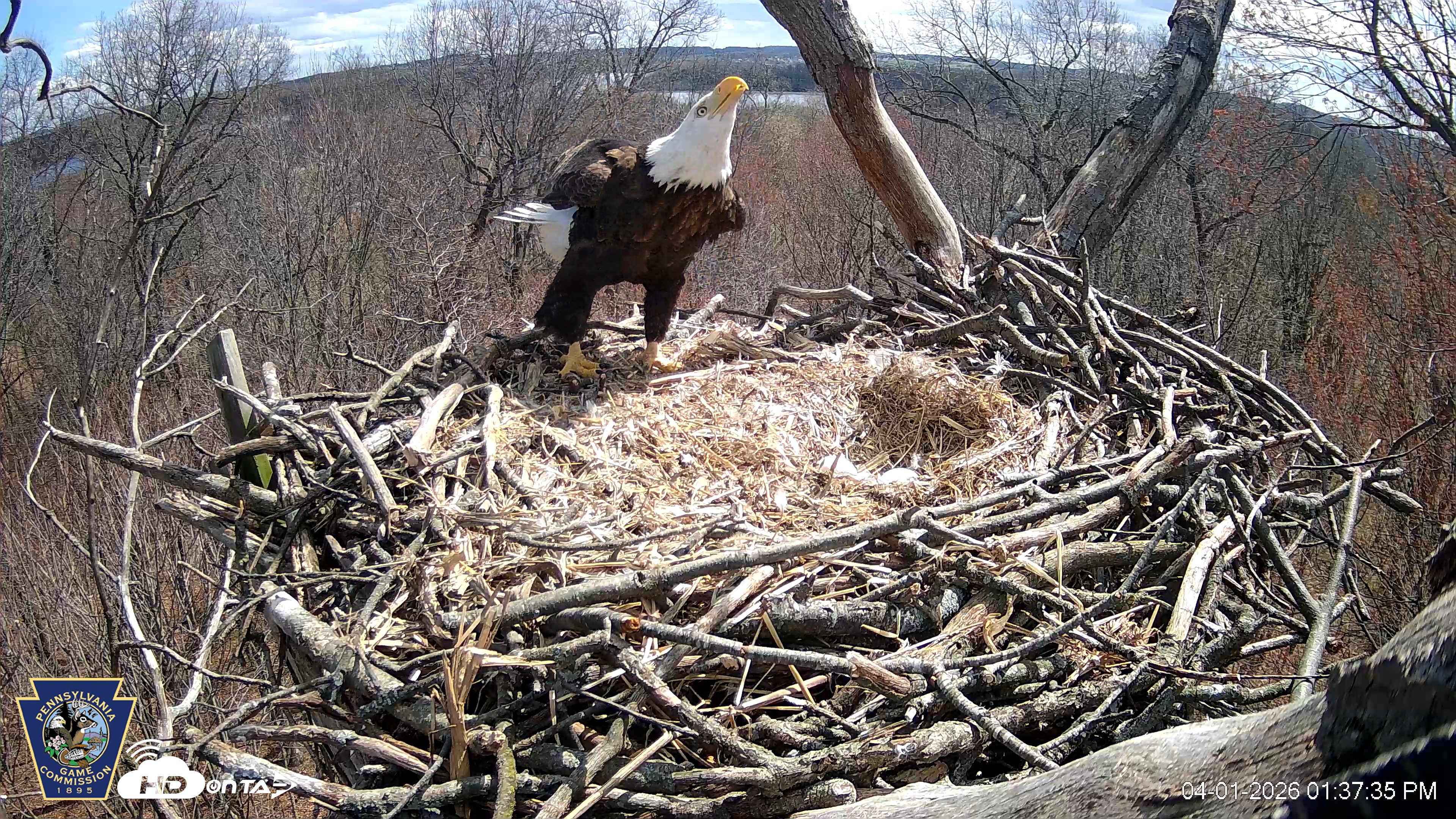 Snapshot of Hanover Eagles Live Cam taken Apr 1, 2026, 1:39pm EDT