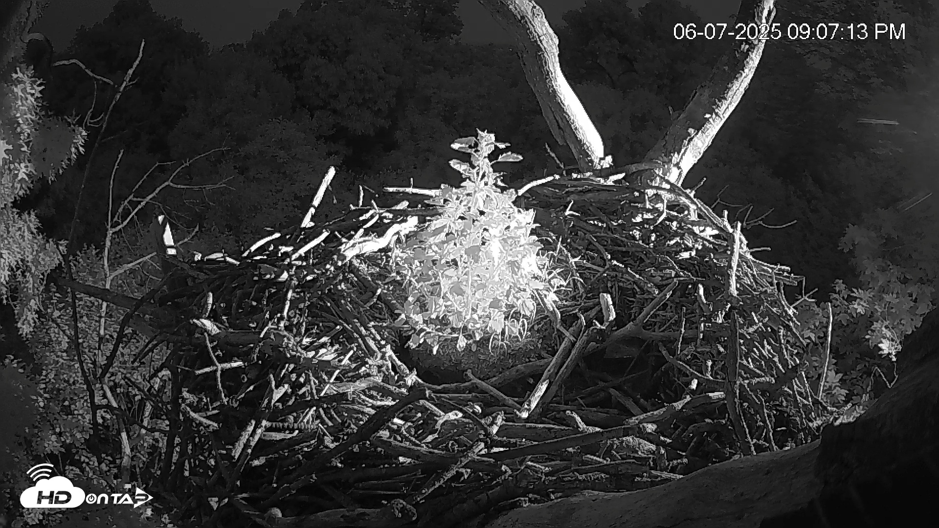 Snapshot of Hanover Eagles Live Cam taken Jun 7, 2025, 9:07pm EDT