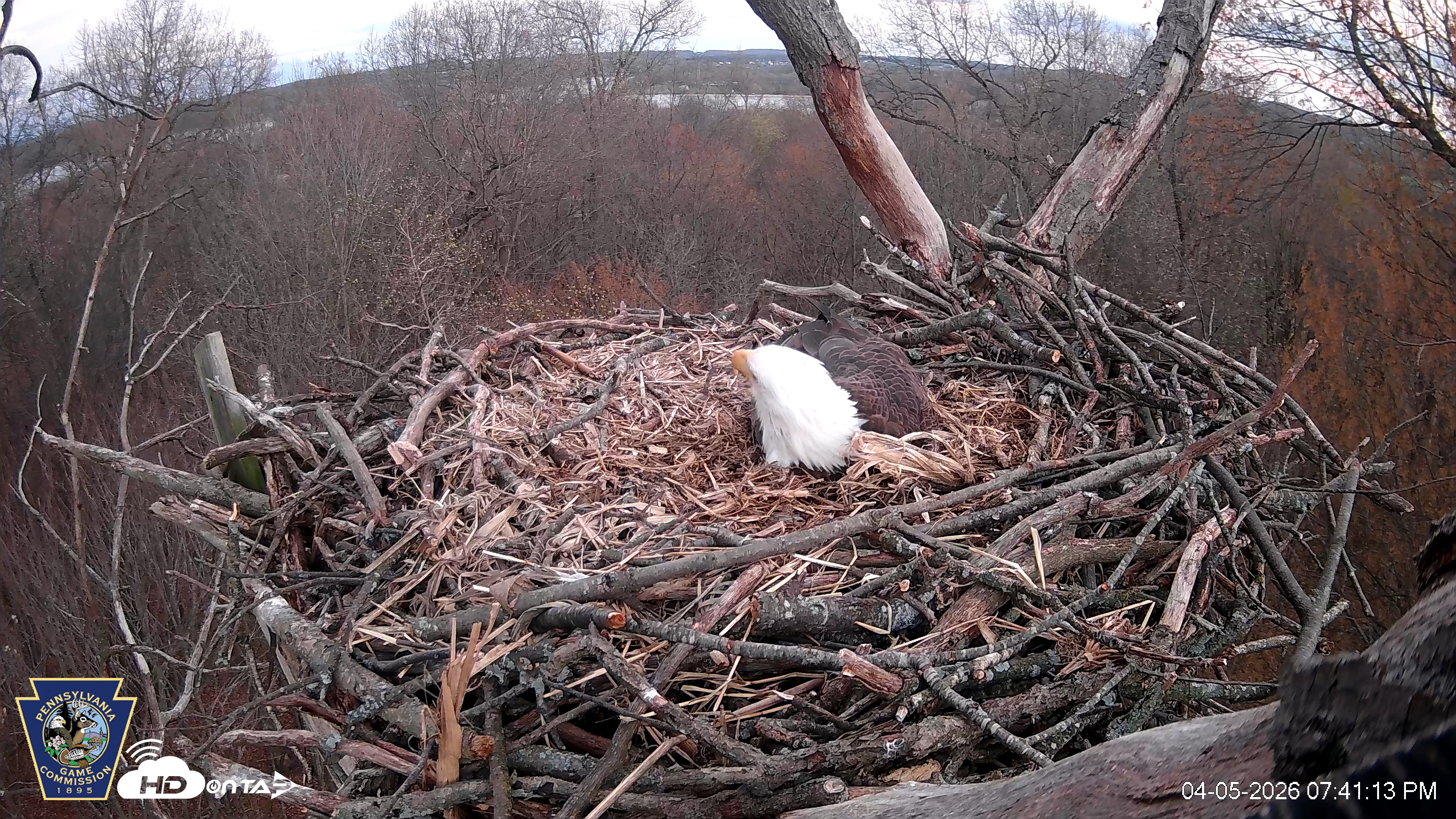 Snapshot of Hanover Eagles Live Cam taken Apr 5, 2026, 7:41pm EDT