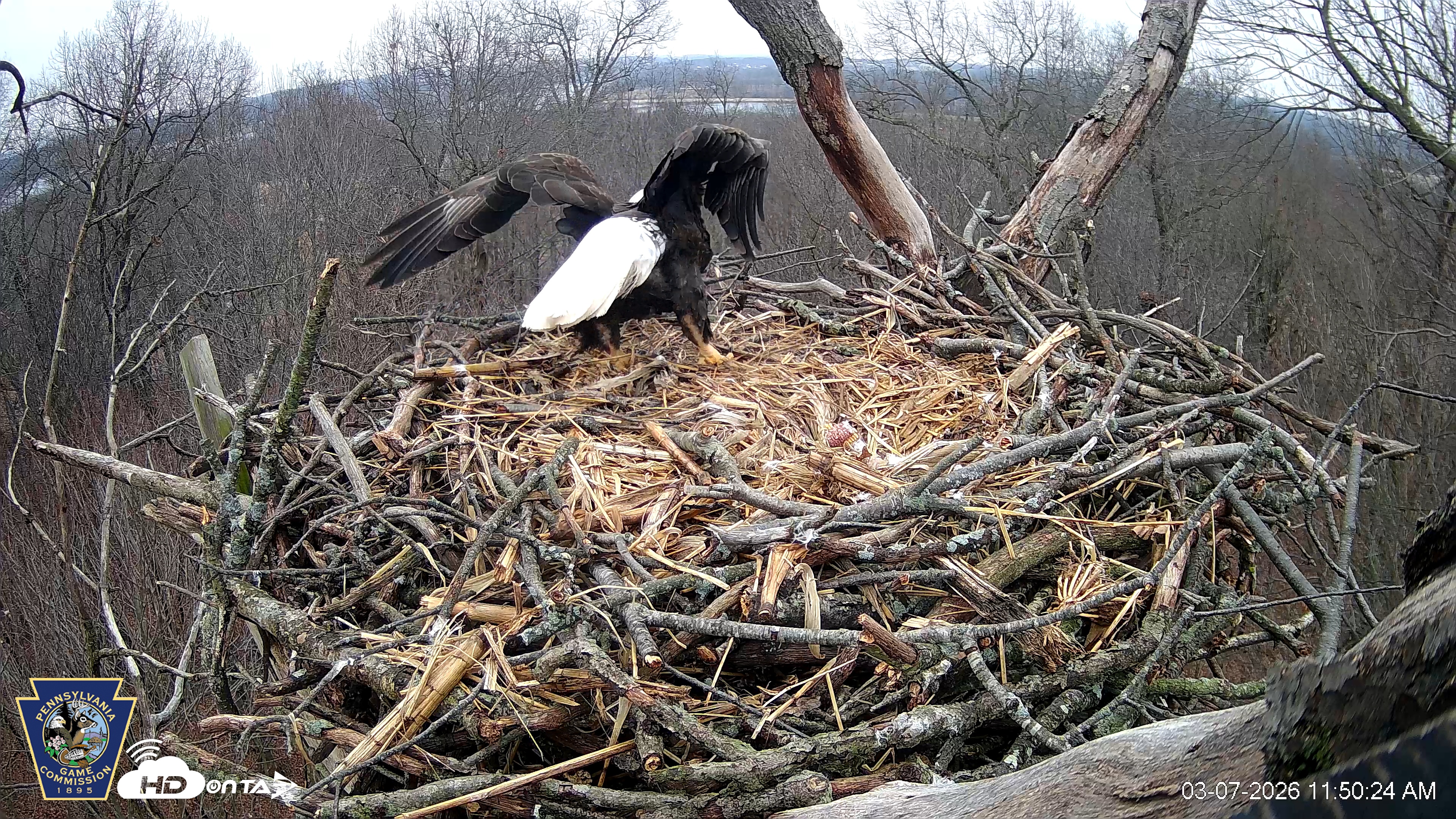 Snapshot of Hanover Eagles Live Cam taken Mar 7, 2026, 11:51am EST