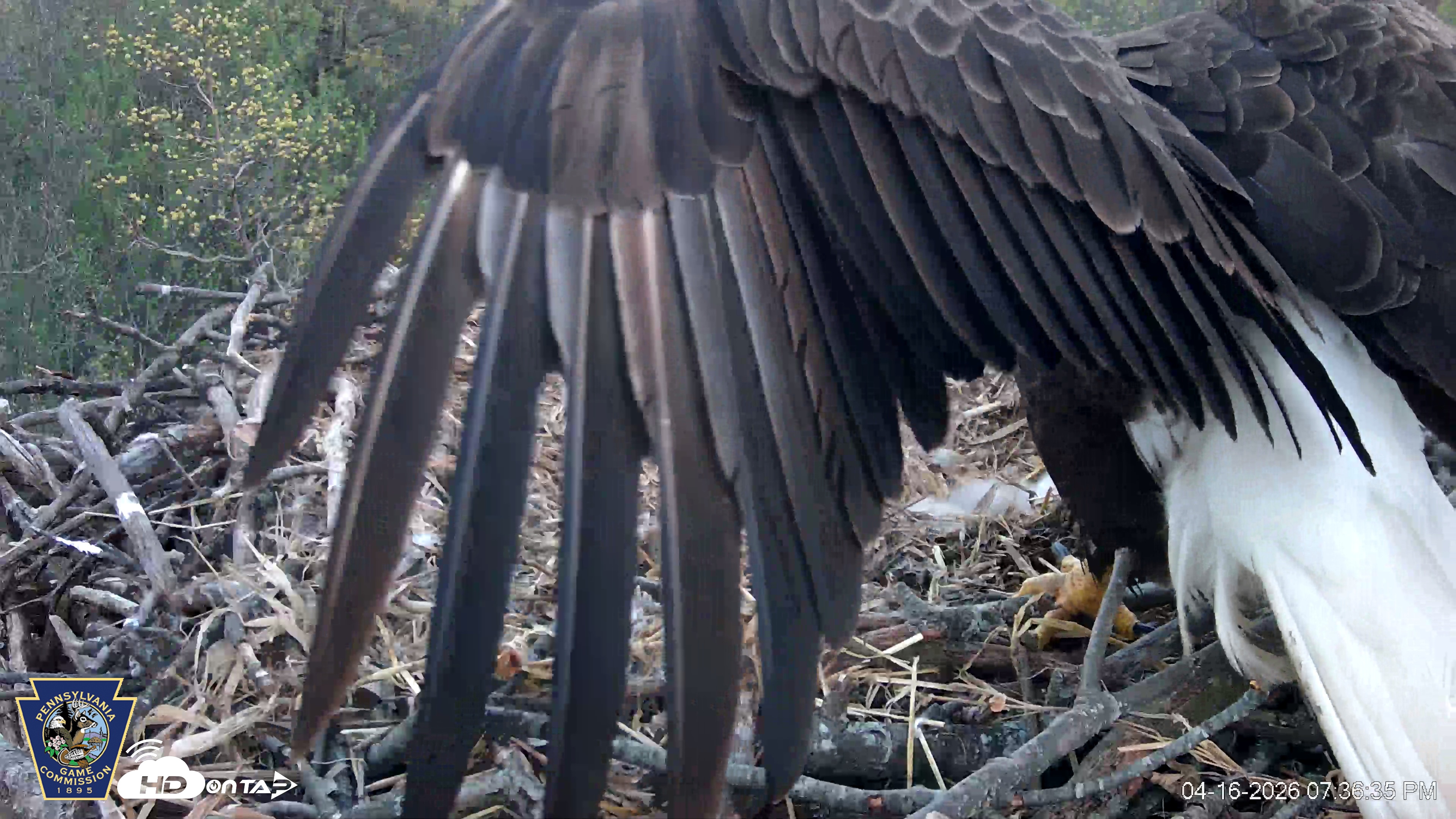 Snapshot of Hanover Eagles Live Cam taken Apr 16, 2026, 7:37pm EDT