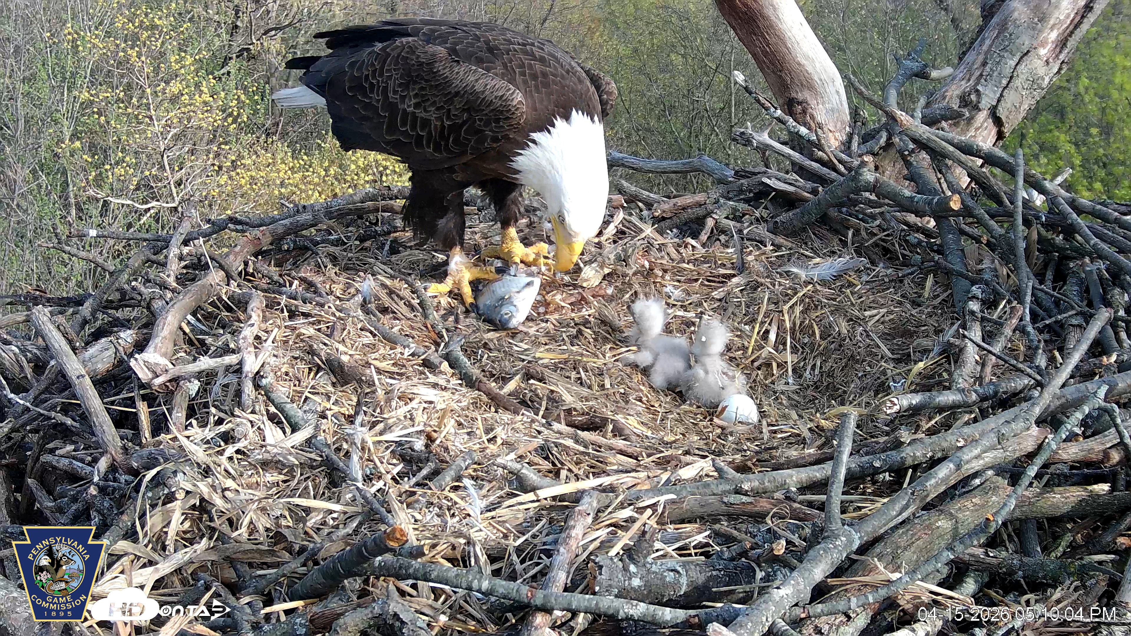 Snapshot of Hanover Eagles Live Cam taken Apr 15, 2026, 5:10pm EDT