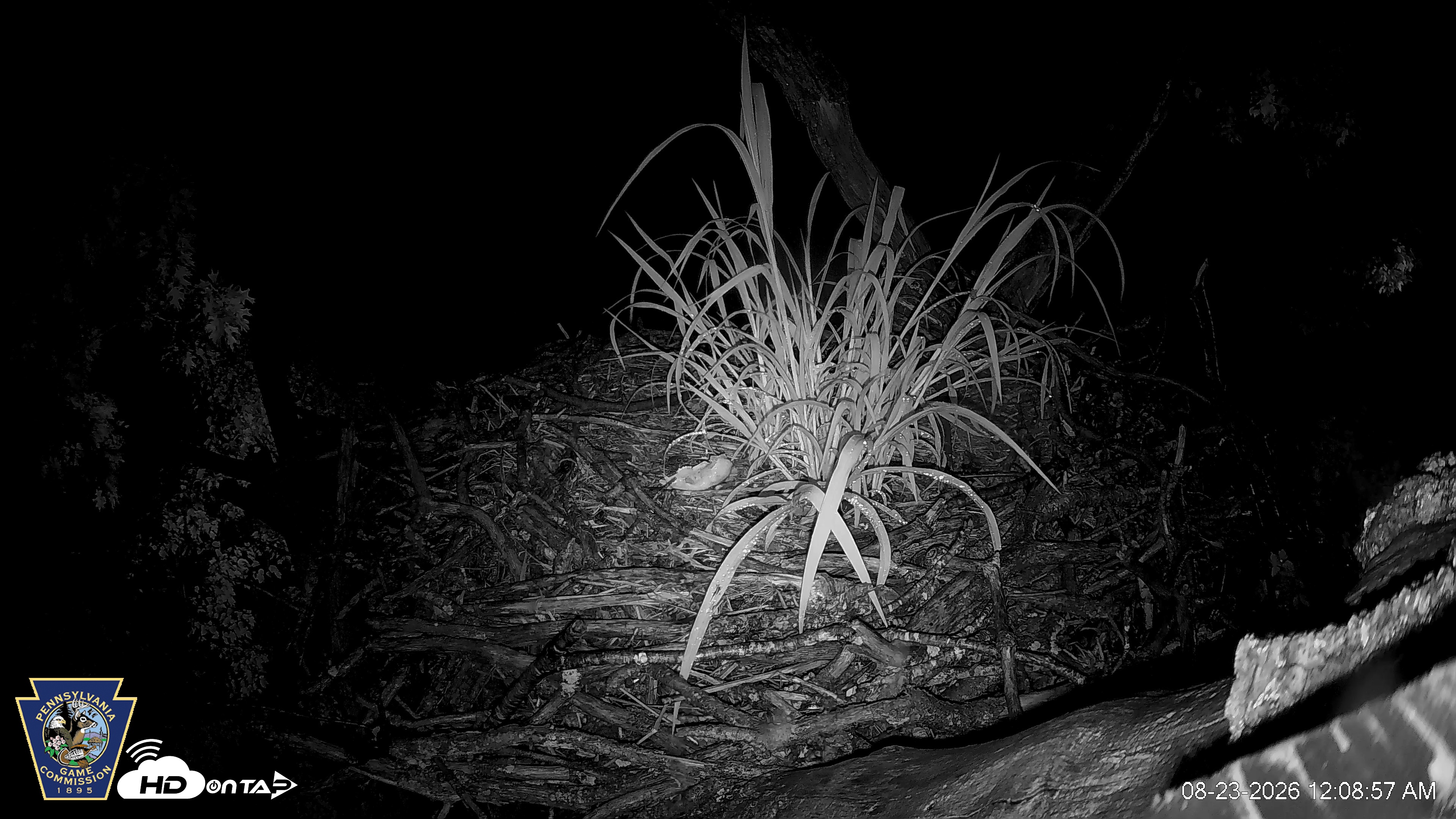 Snapshot of Hanover Eagles Live Cam taken Aug 23, 2026, 12:10am EDT