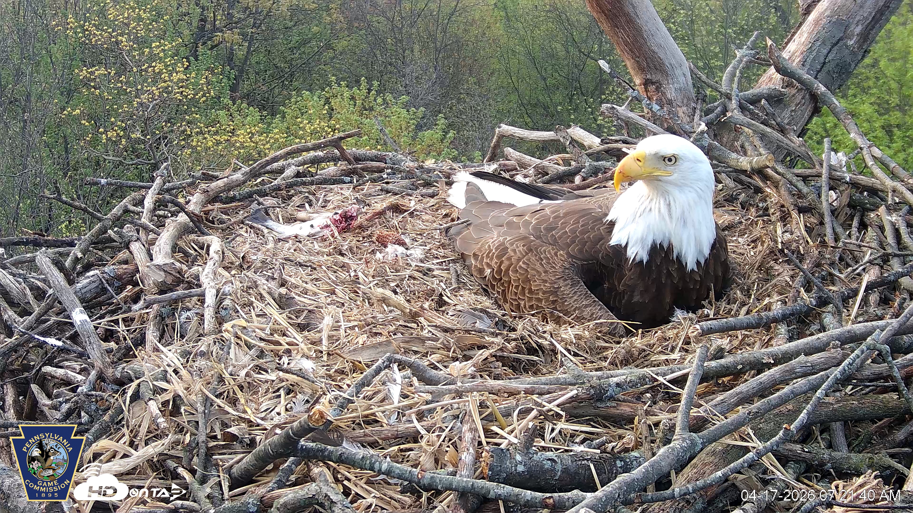 Snapshot of Hanover Eagles Live Cam taken Apr 17, 2026, 7:22am EDT
