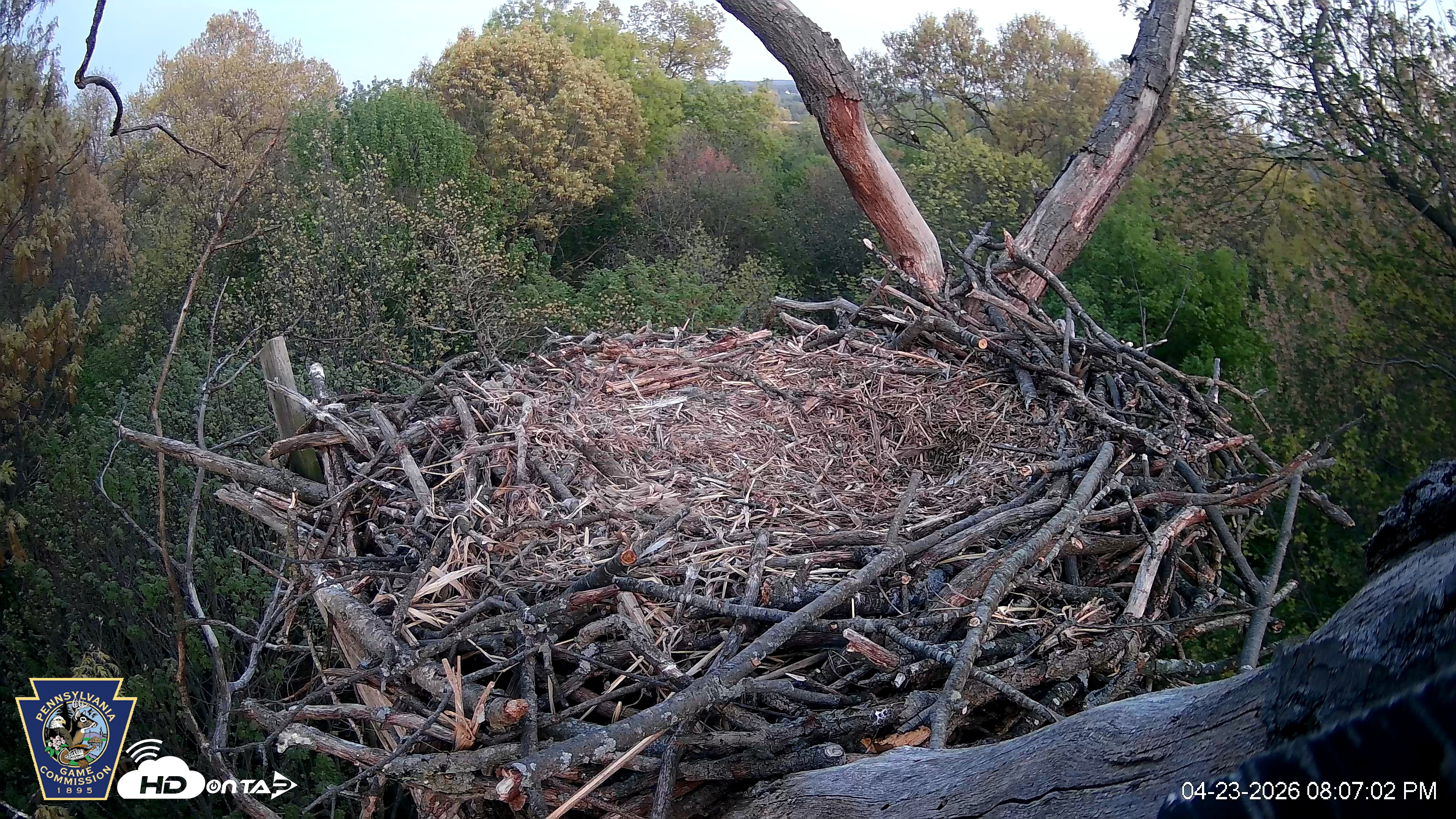 Snapshot of Hanover Eagles Live Cam taken Apr 23, 2026, 8:07pm EDT