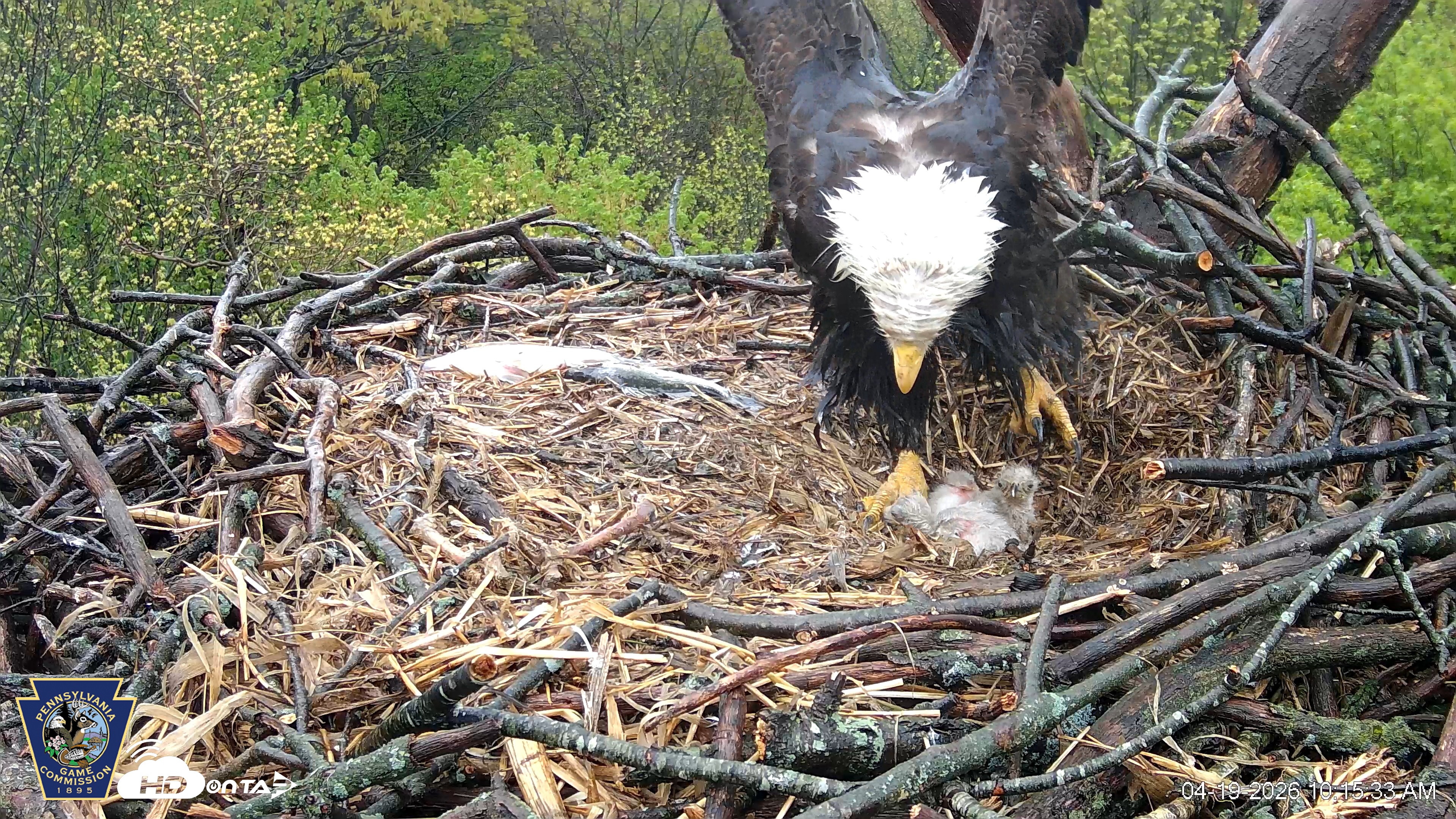 Snapshot of Hanover Eagles Live Cam taken Apr 19, 2026, 10:15am EDT
