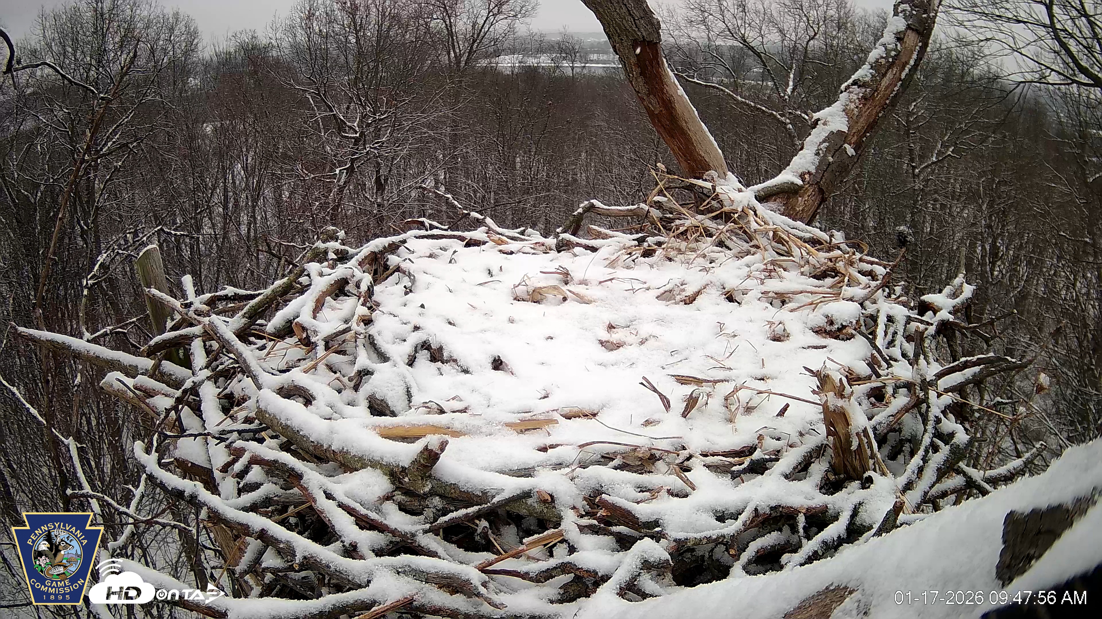Snapshot of Hanover Eagles Live Cam taken Jan 17, 2026, 9:48am EST