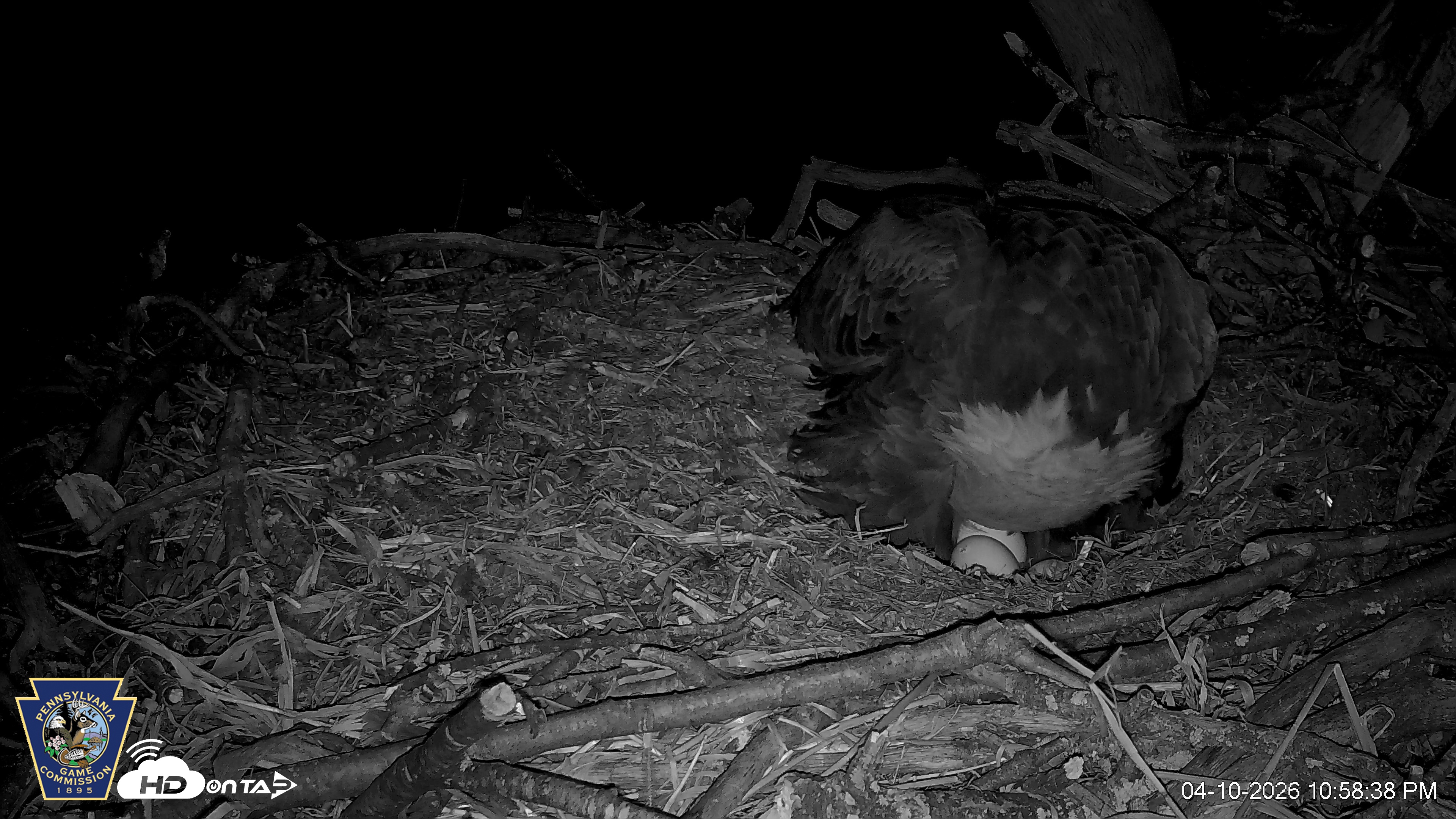 Snapshot of Hanover Eagles Live Cam taken Apr 10, 2026, 10:59pm EDT