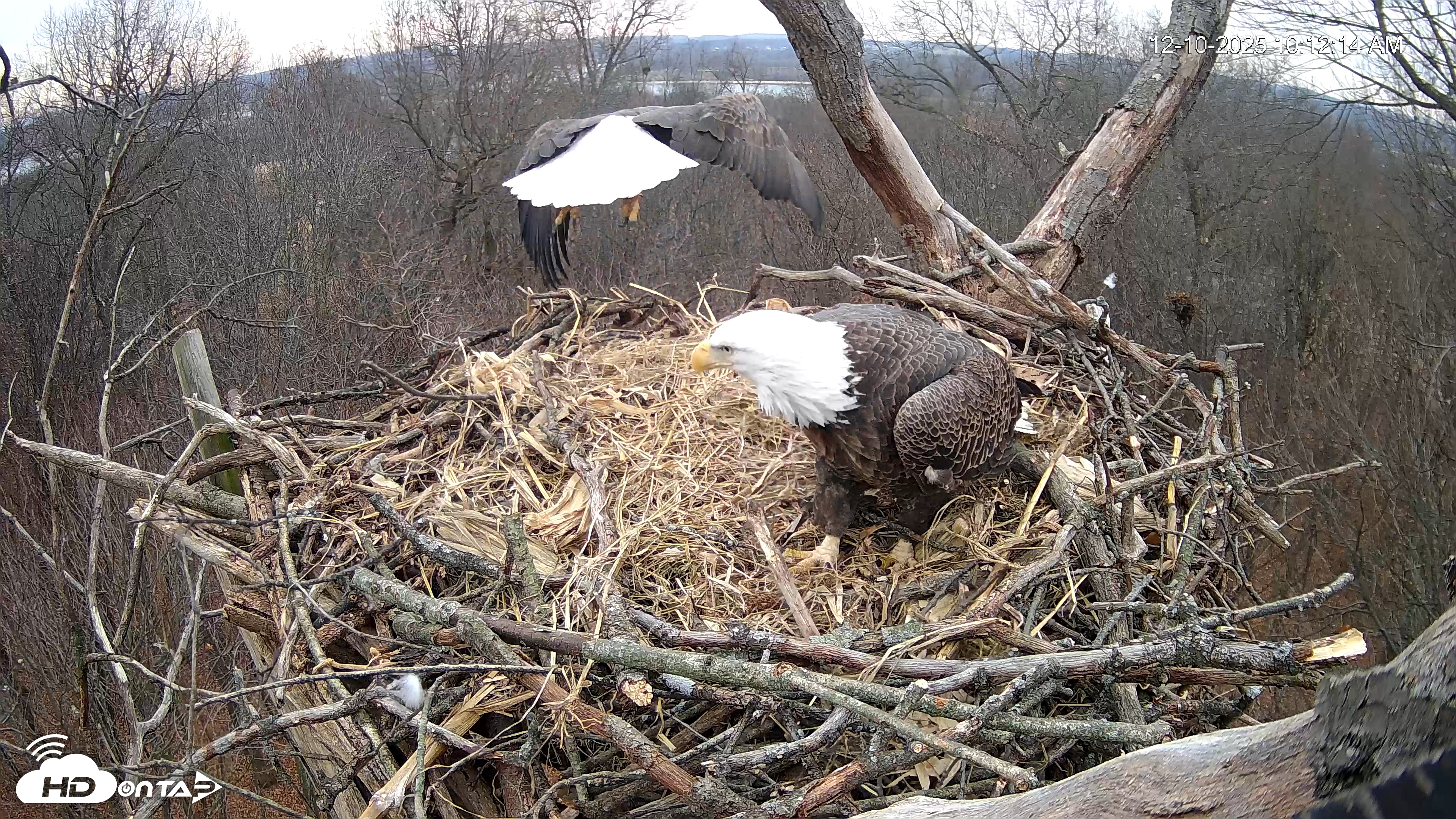 Snapshot of Hanover Eagles Live Cam taken Dec 10, 2025, 10:12am EST