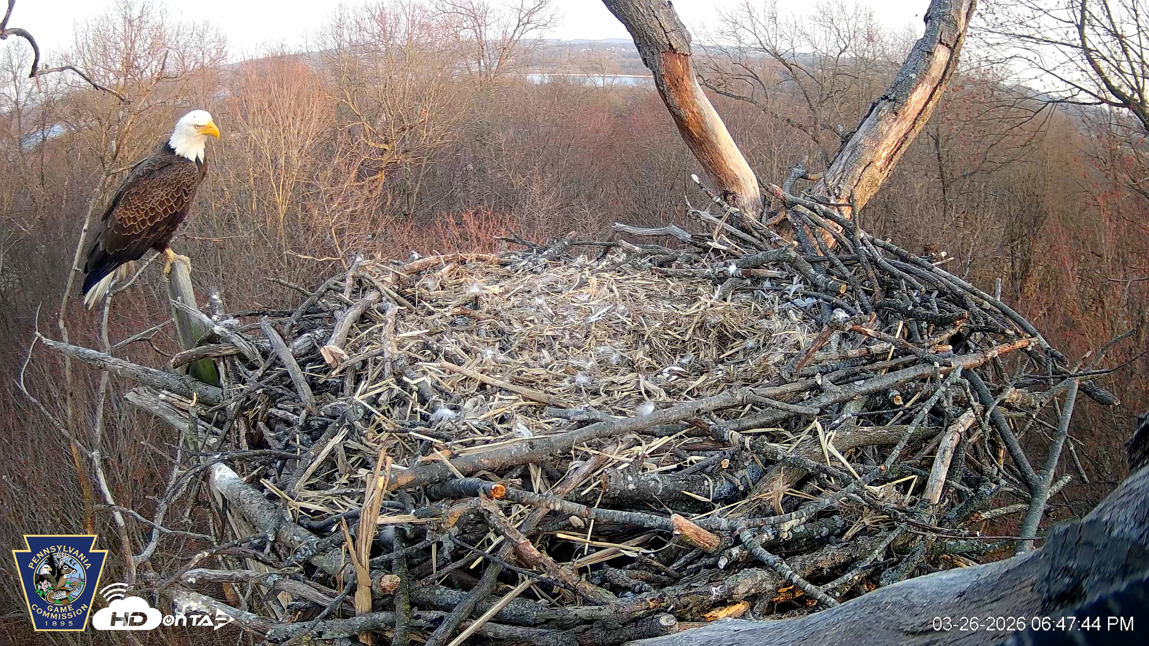 Snapshot of Hanover Eagles Live Cam taken Mar 26, 2026, 6:48pm EDT