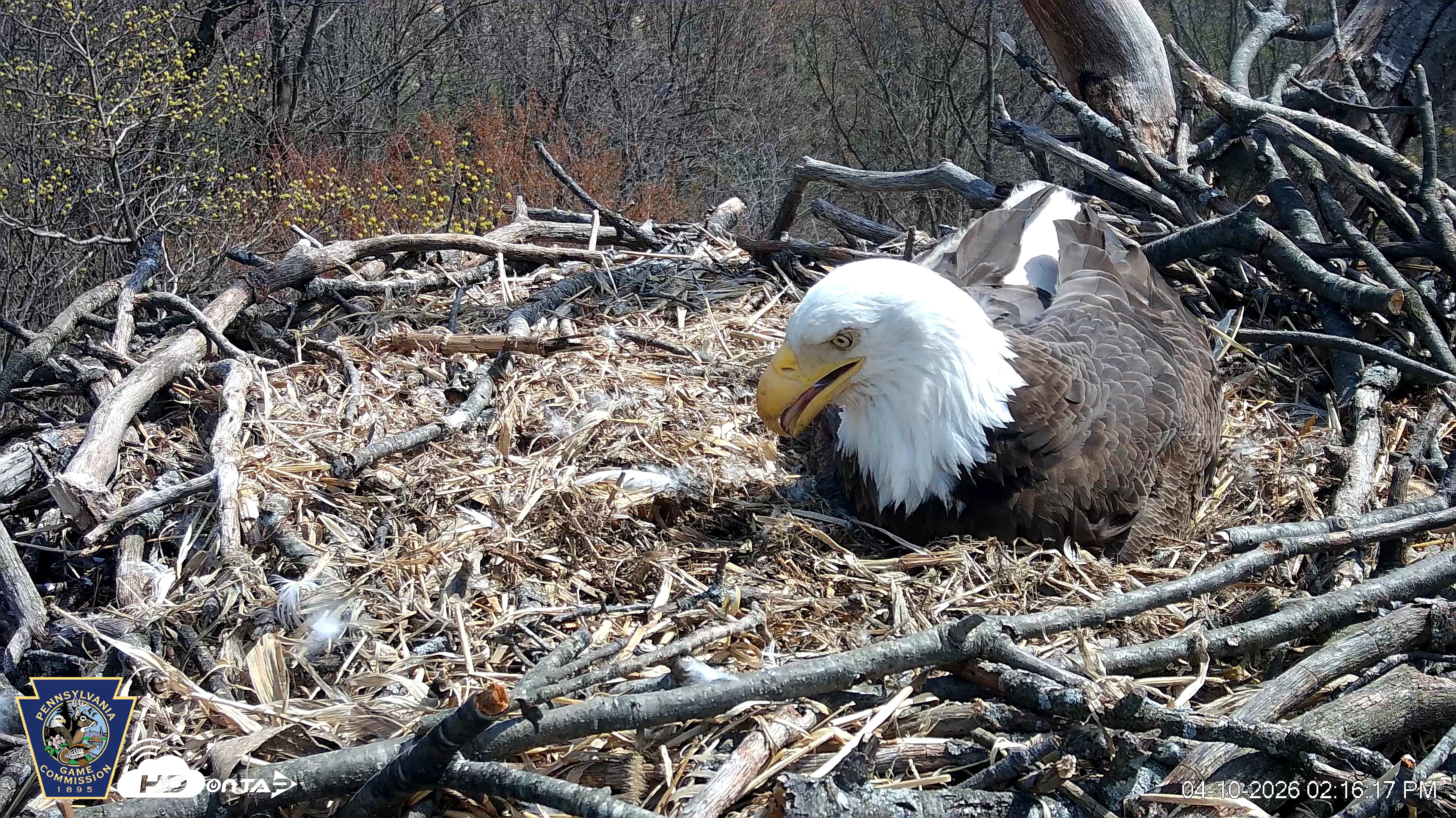 Snapshot of Hanover Eagles Live Cam taken Apr 10, 2026, 2:17pm EDT