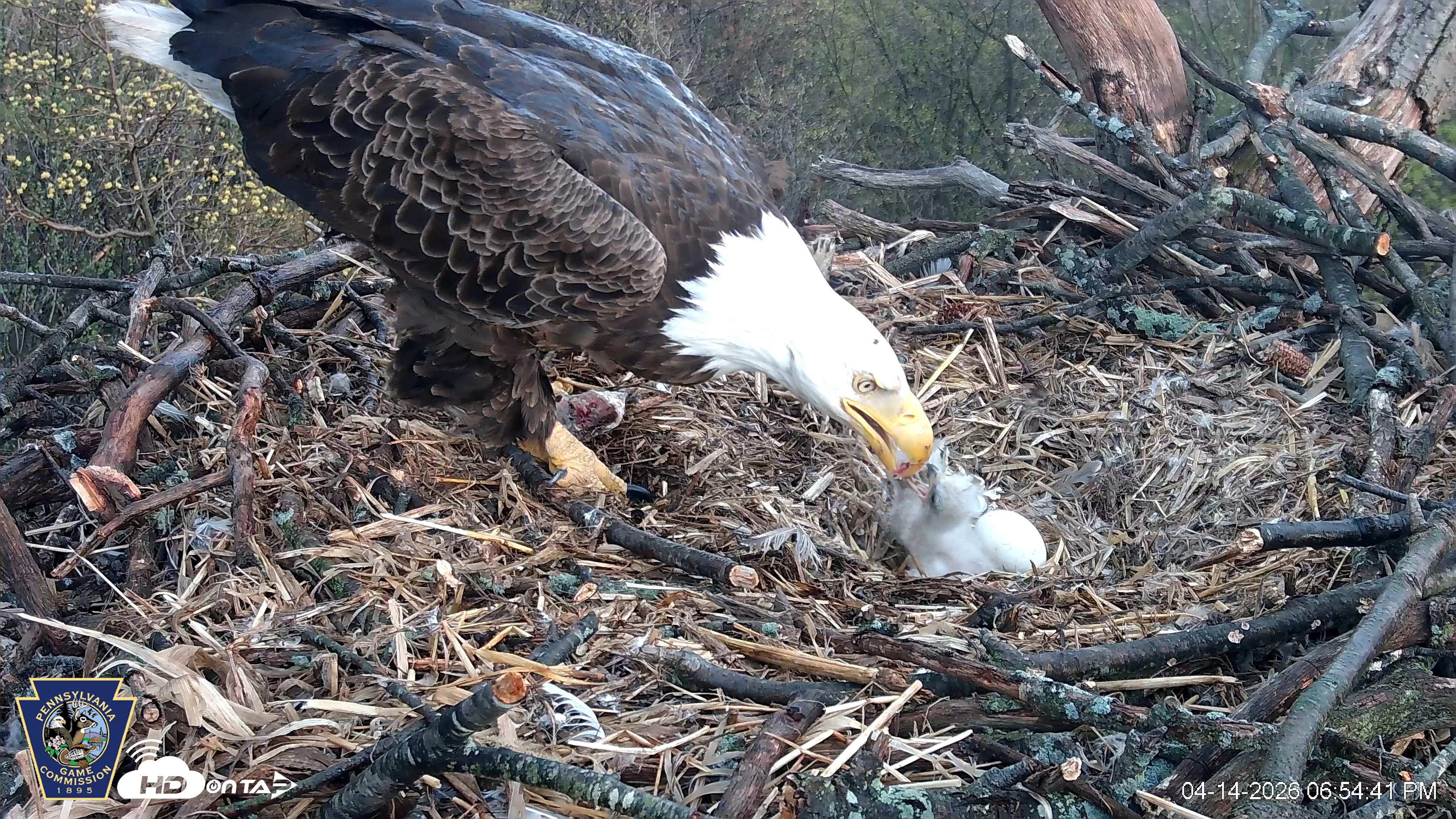 Snapshot of Hanover Eagles Live Cam taken Apr 14, 2026, 6:54pm EDT