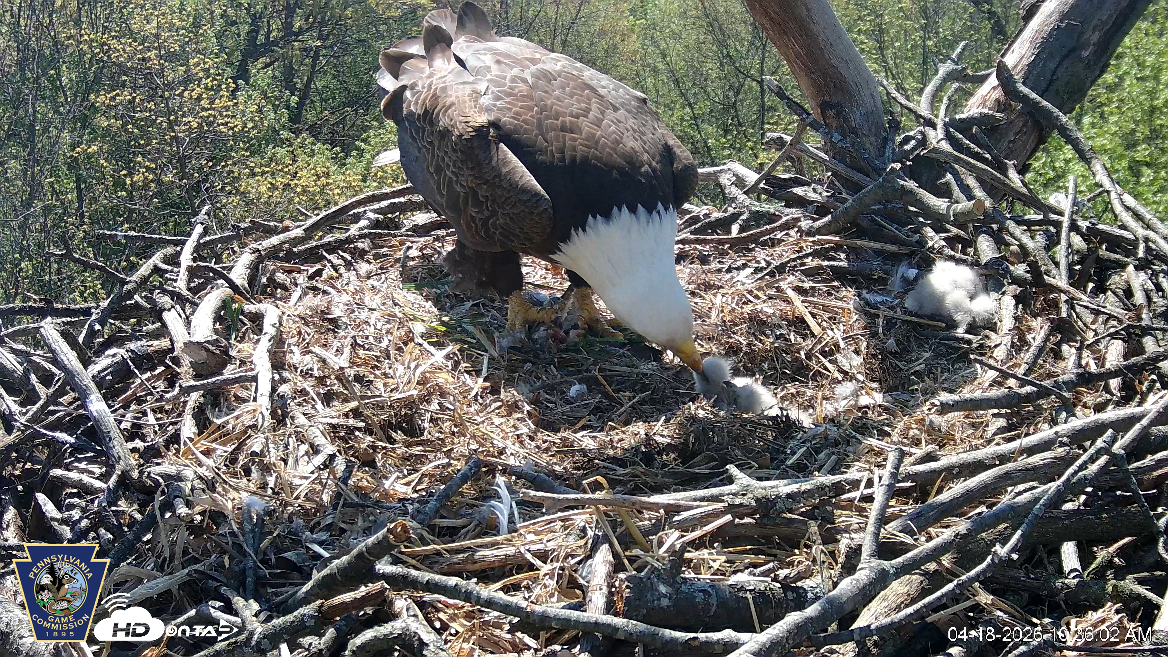 Snapshot of Hanover Eagles Live Cam taken Apr 18, 2026, 10:36am EDT