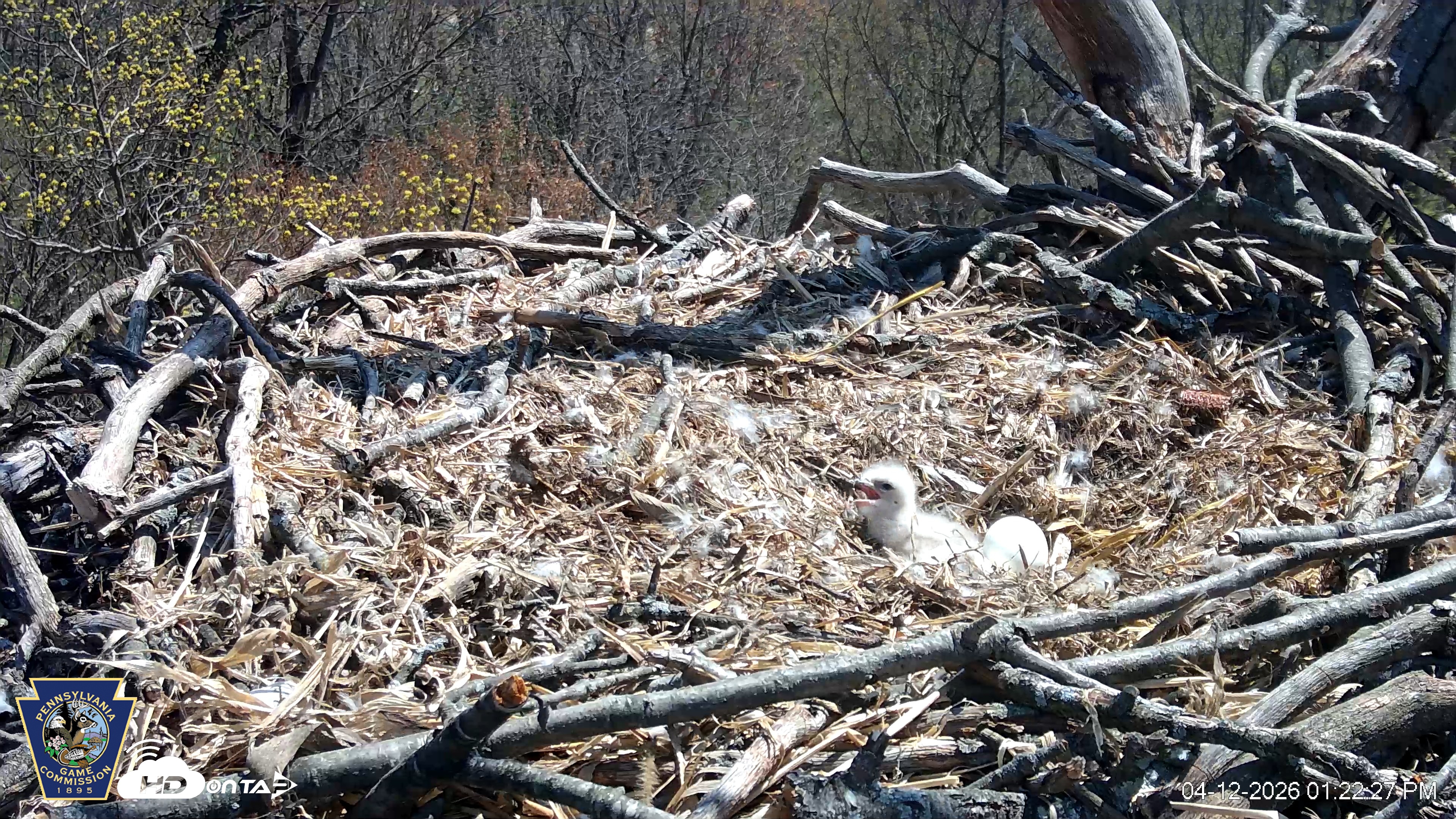 Snapshot of Hanover Eagles Live Cam taken Apr 12, 2026, 1:23pm EDT