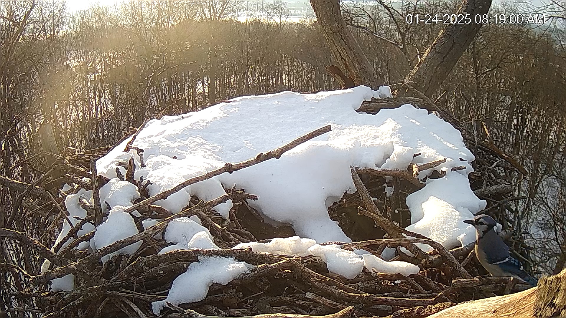 Snapshot of Hanover Eagles Live Cam taken Jan 24, 2025, 8:19am EST
