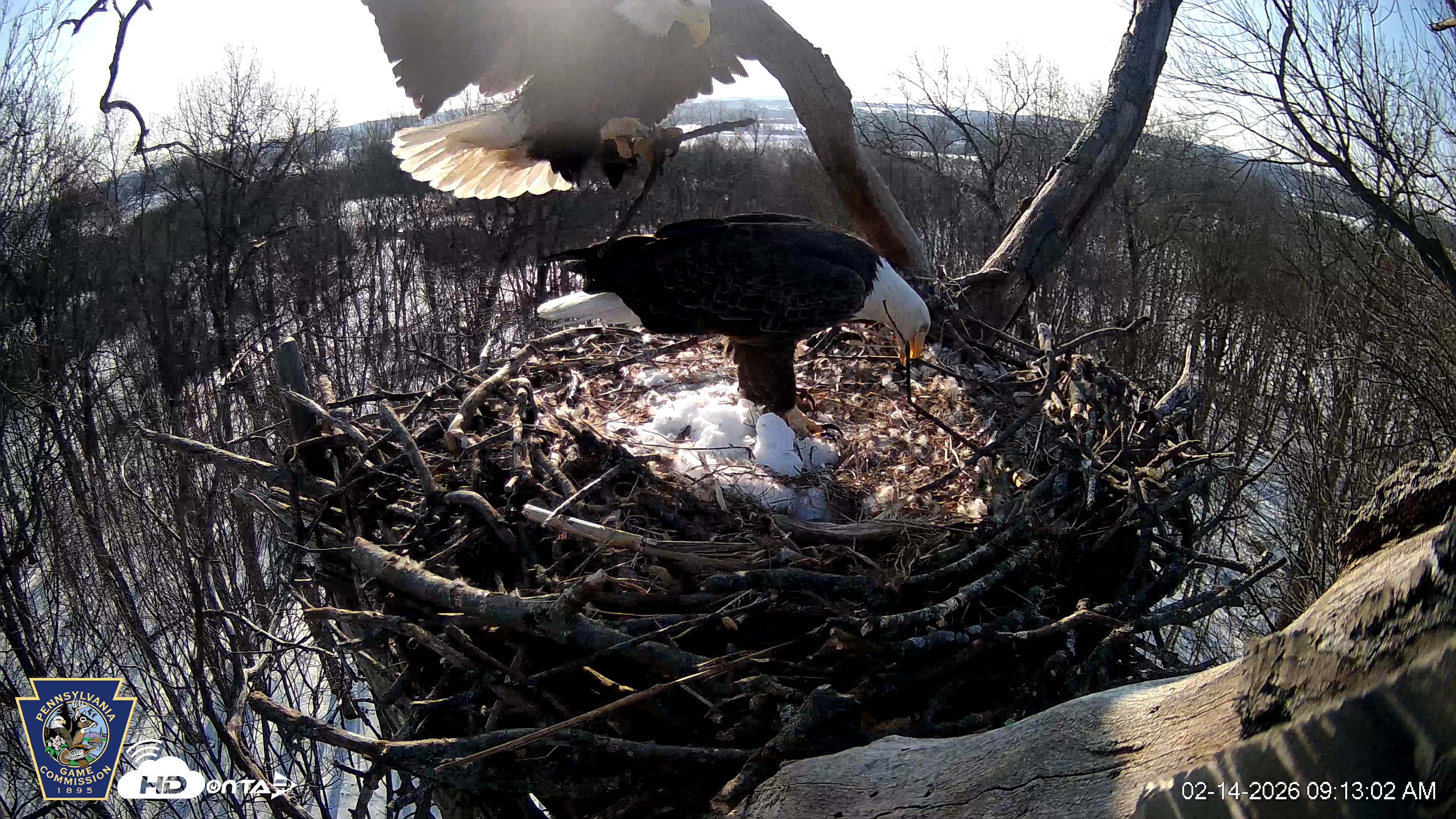 Snapshot of Hanover Eagles Live Cam taken Feb 14, 2026, 9:13am EST