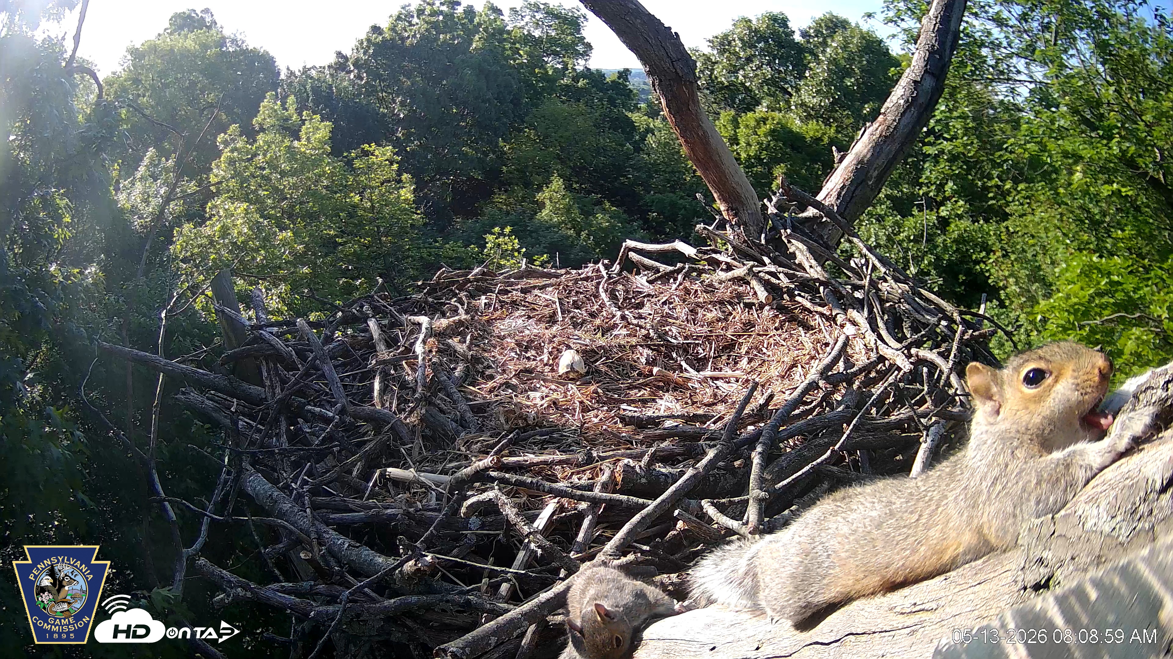Snapshot of Hanover Eagles Live Cam taken May 13, 2026, 8:09am EDT