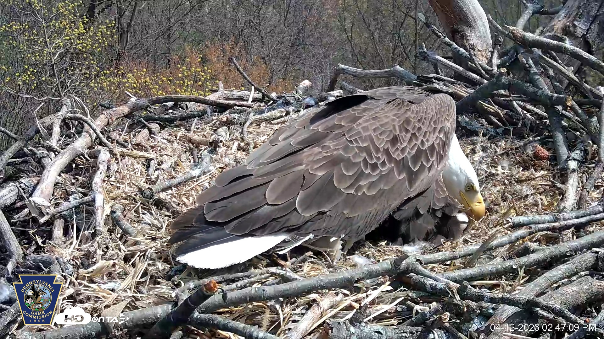 Snapshot of Hanover Eagles Live Cam taken Apr 12, 2026, 2:47pm EDT