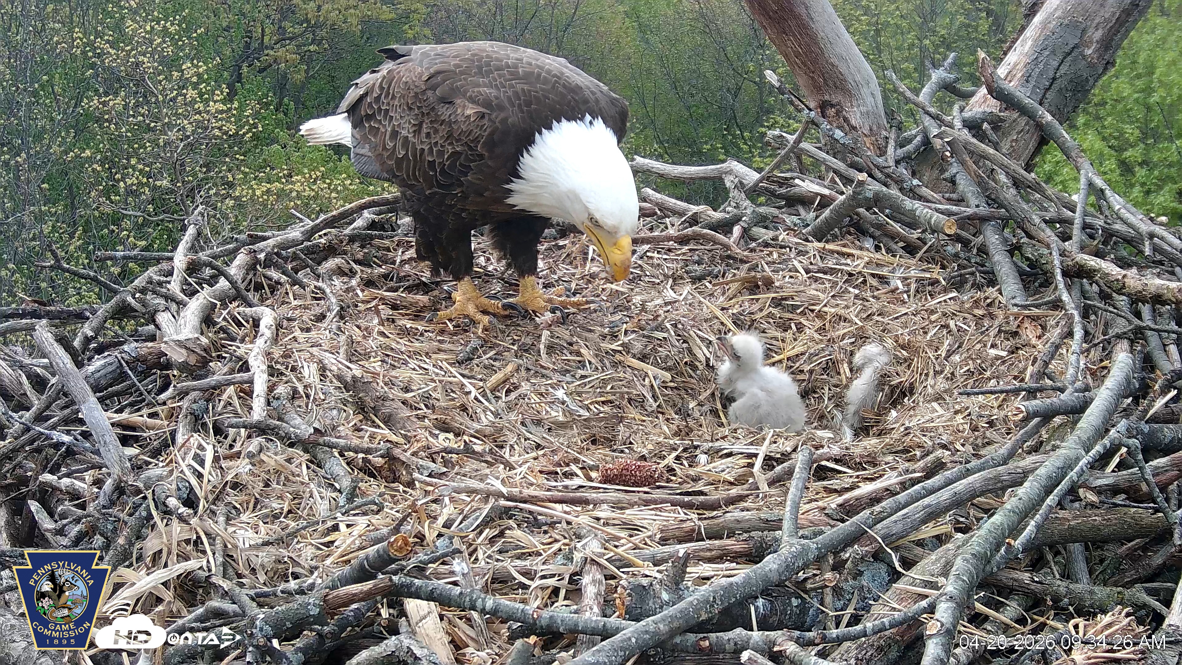 Snapshot of Hanover Eagles Live Cam taken Apr 20, 2026, 9:35am EDT