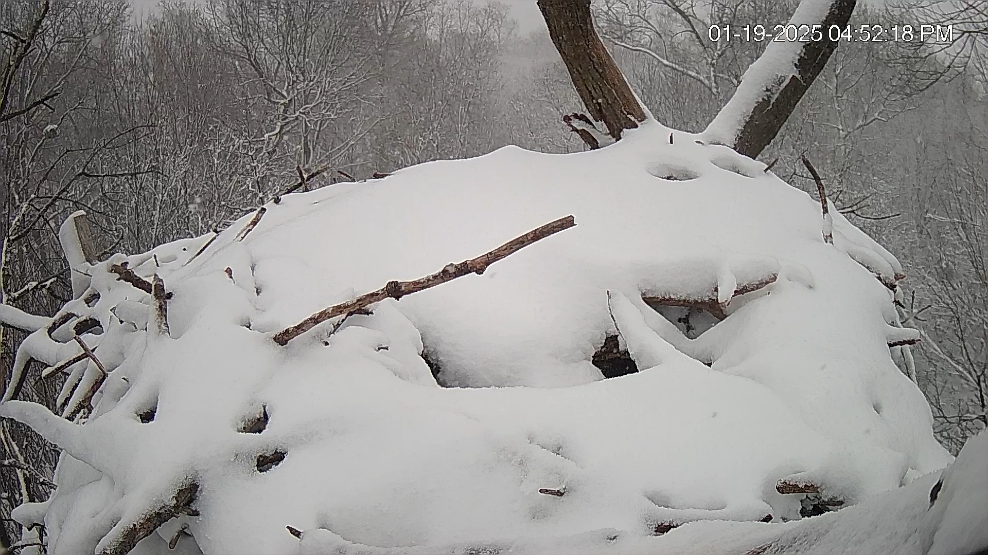 Snapshot of Hanover Eagles Live Cam taken Jan 19, 2025, 4:53pm EST