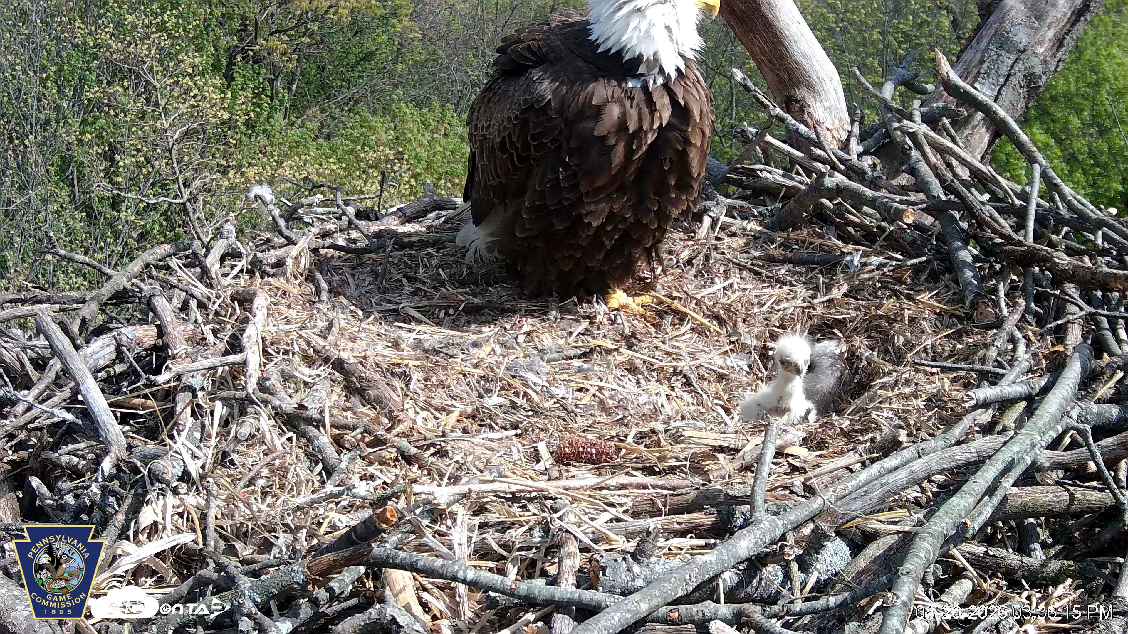 Snapshot of Hanover Eagles Live Cam taken Apr 20, 2026, 3:36pm EDT