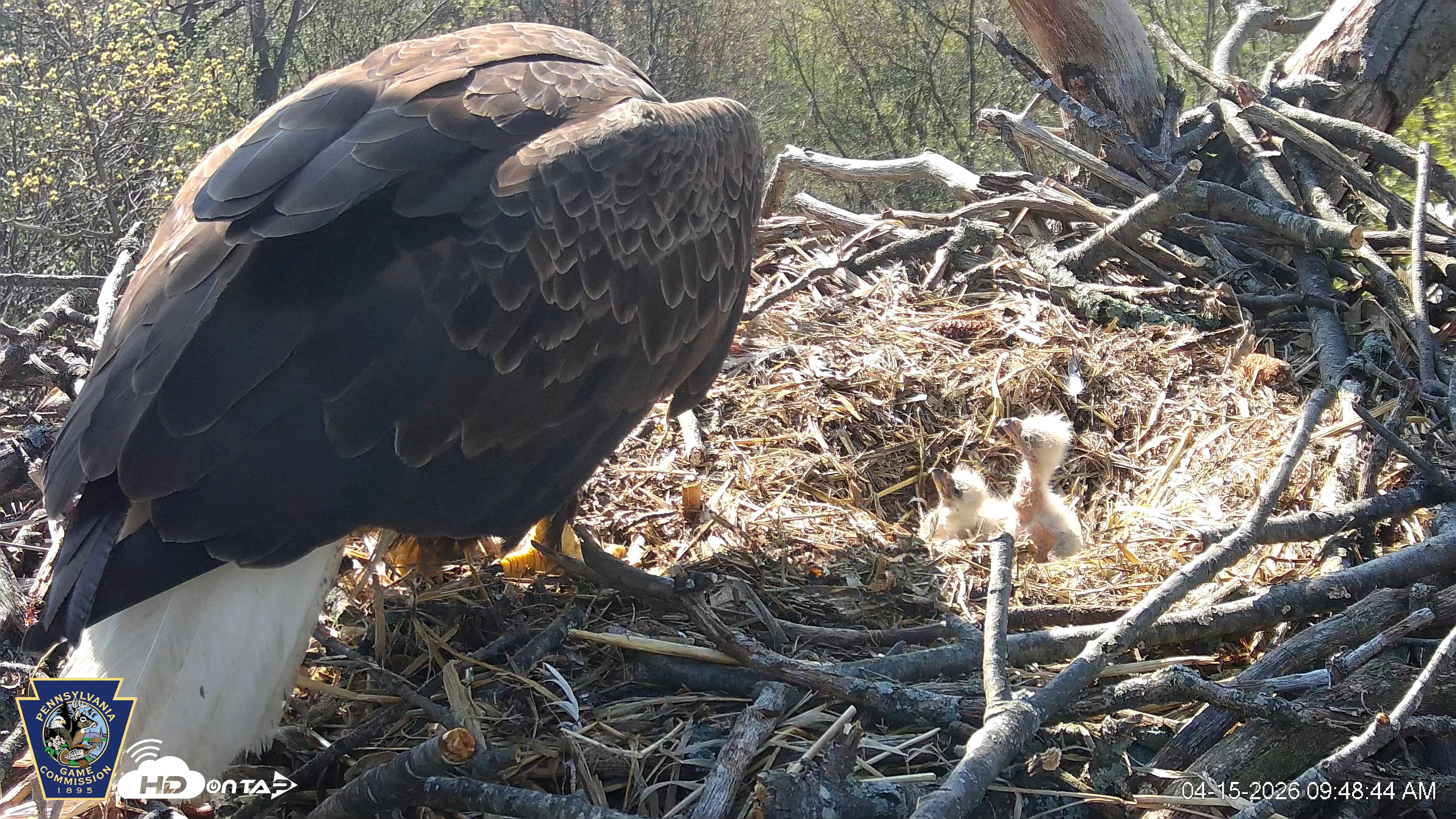 Snapshot of Hanover Eagles Live Cam taken Apr 15, 2026, 9:49am EDT