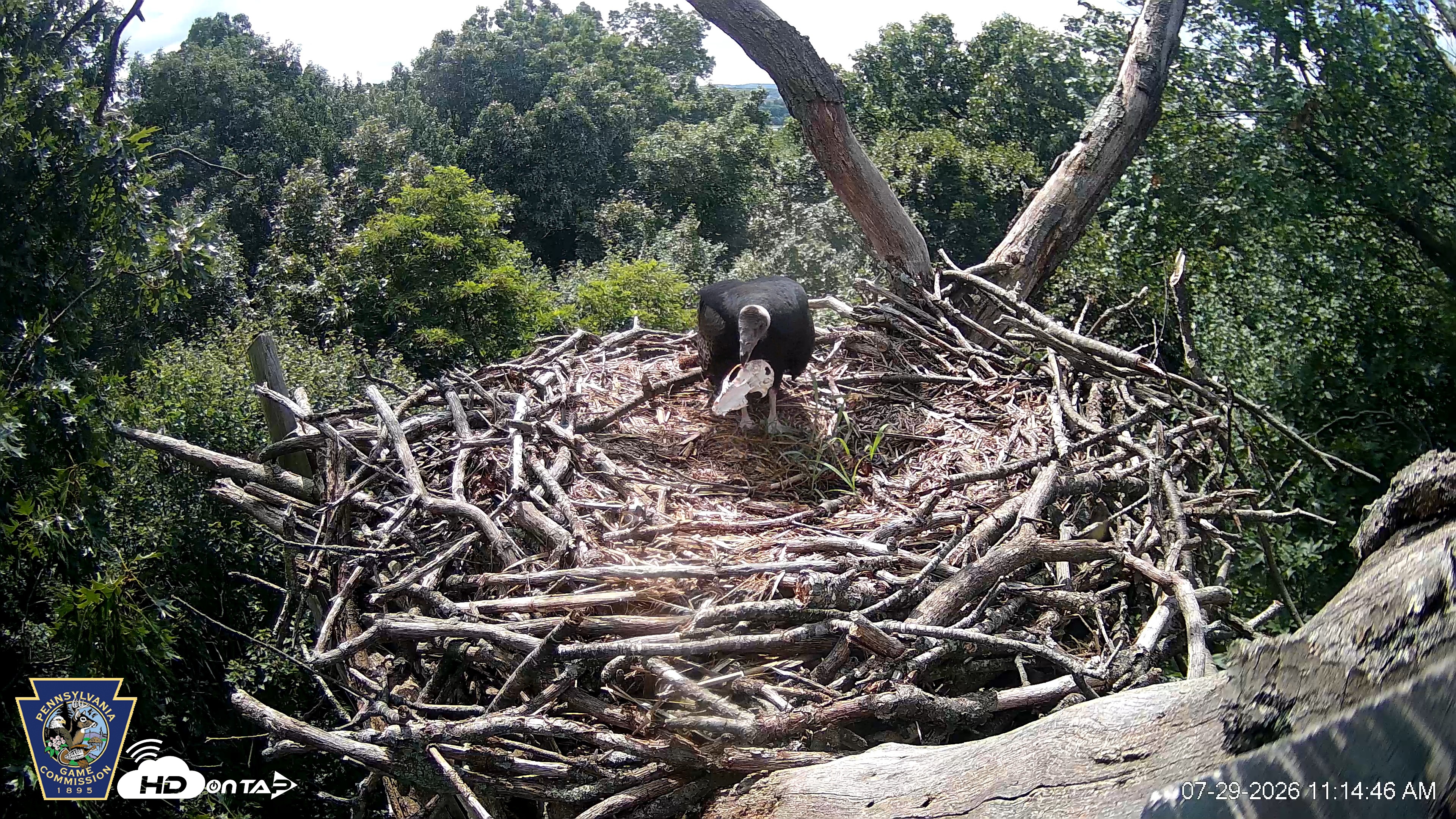 Snapshot of Hanover Eagles Live Cam taken Jul 29, 2026, 11:15am EDT