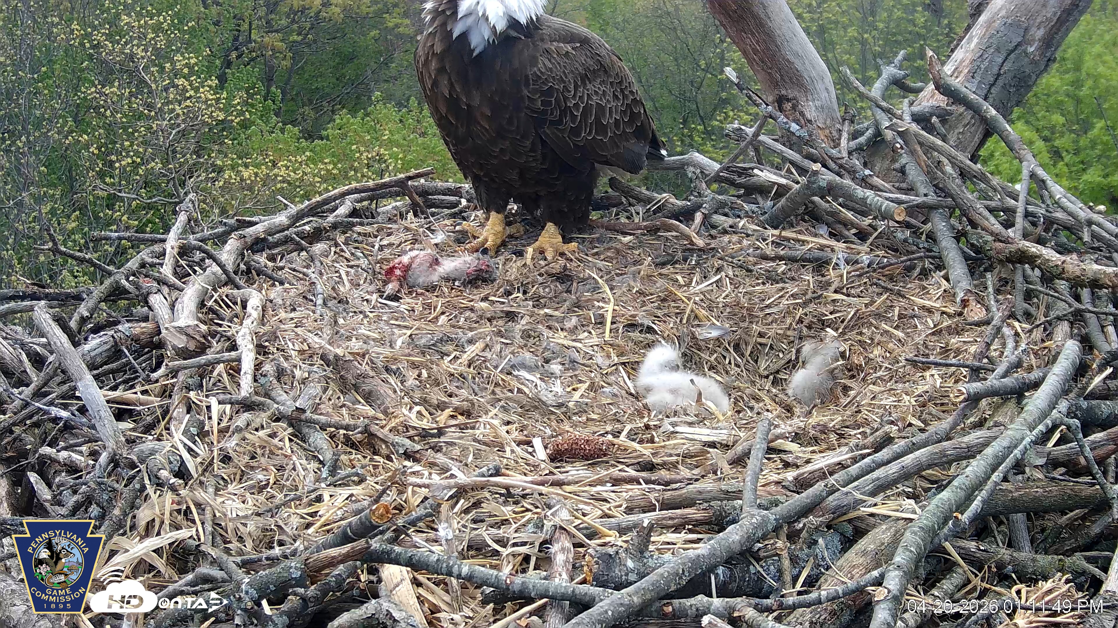 Snapshot of Hanover Eagles Live Cam taken Apr 20, 2026, 1:12pm EDT