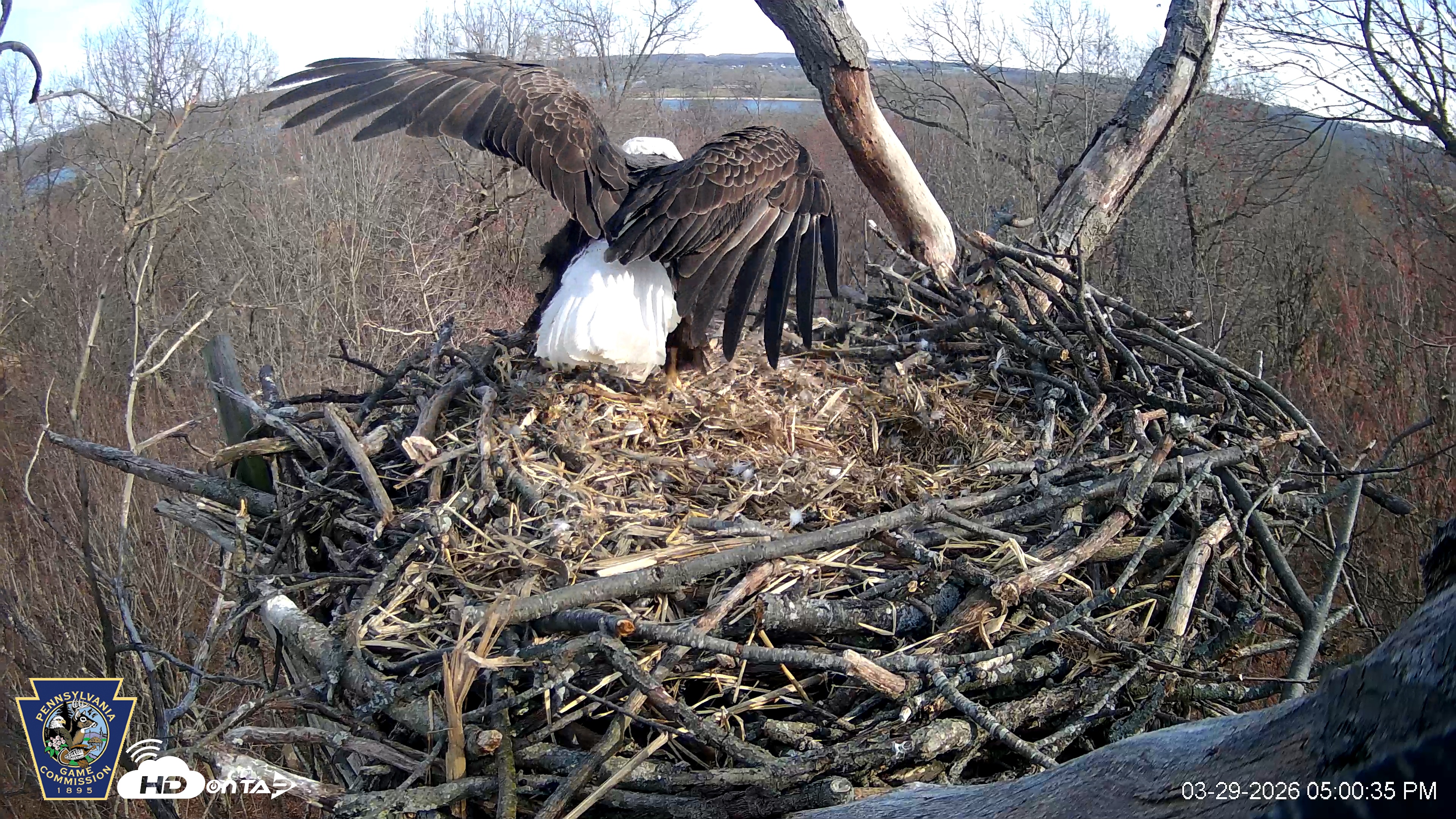 Snapshot of Hanover Eagles Live Cam taken Mar 29, 2026, 5:01pm EDT