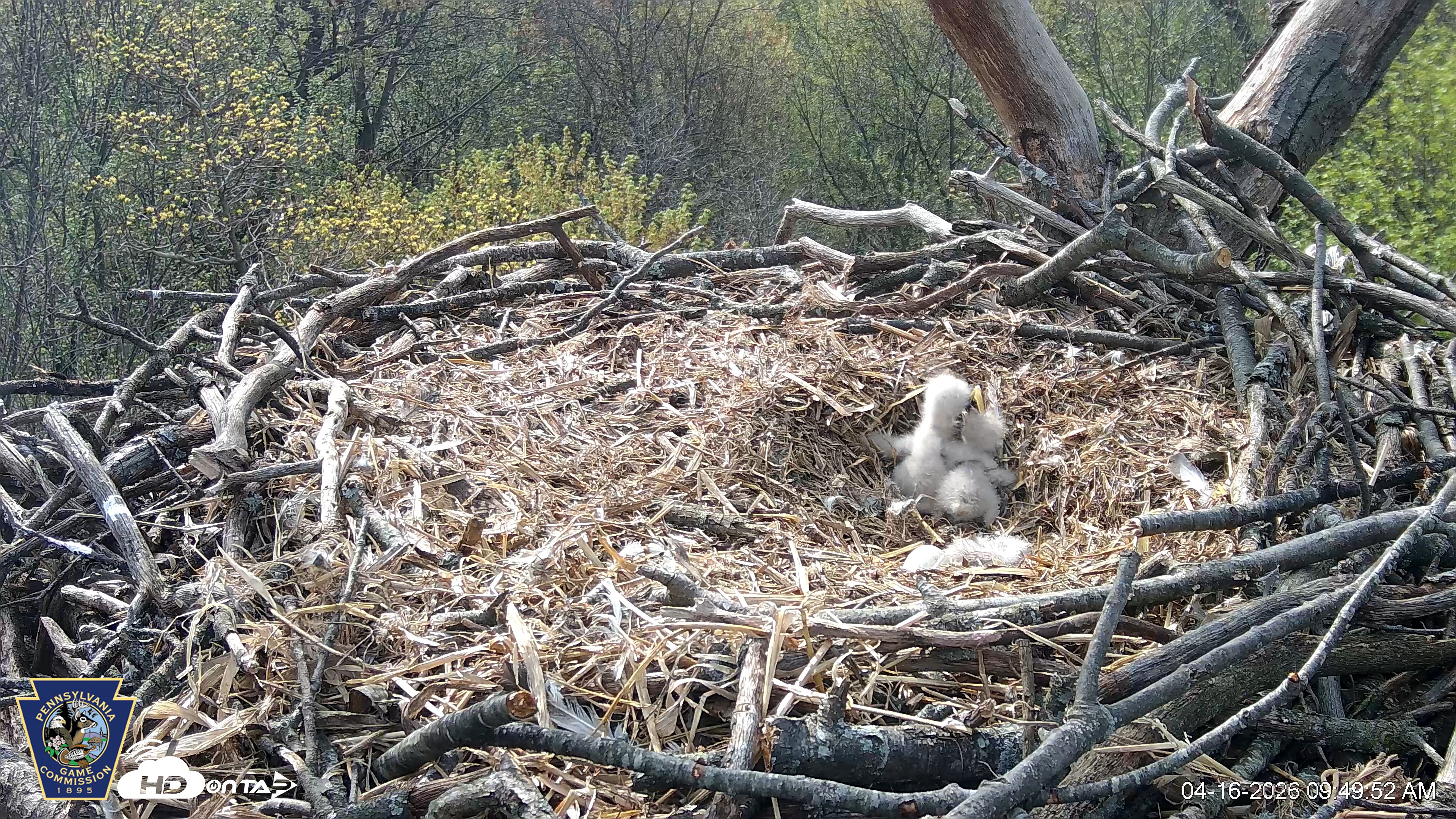 Snapshot of Hanover Eagles Live Cam taken Apr 16, 2026, 9:50am EDT