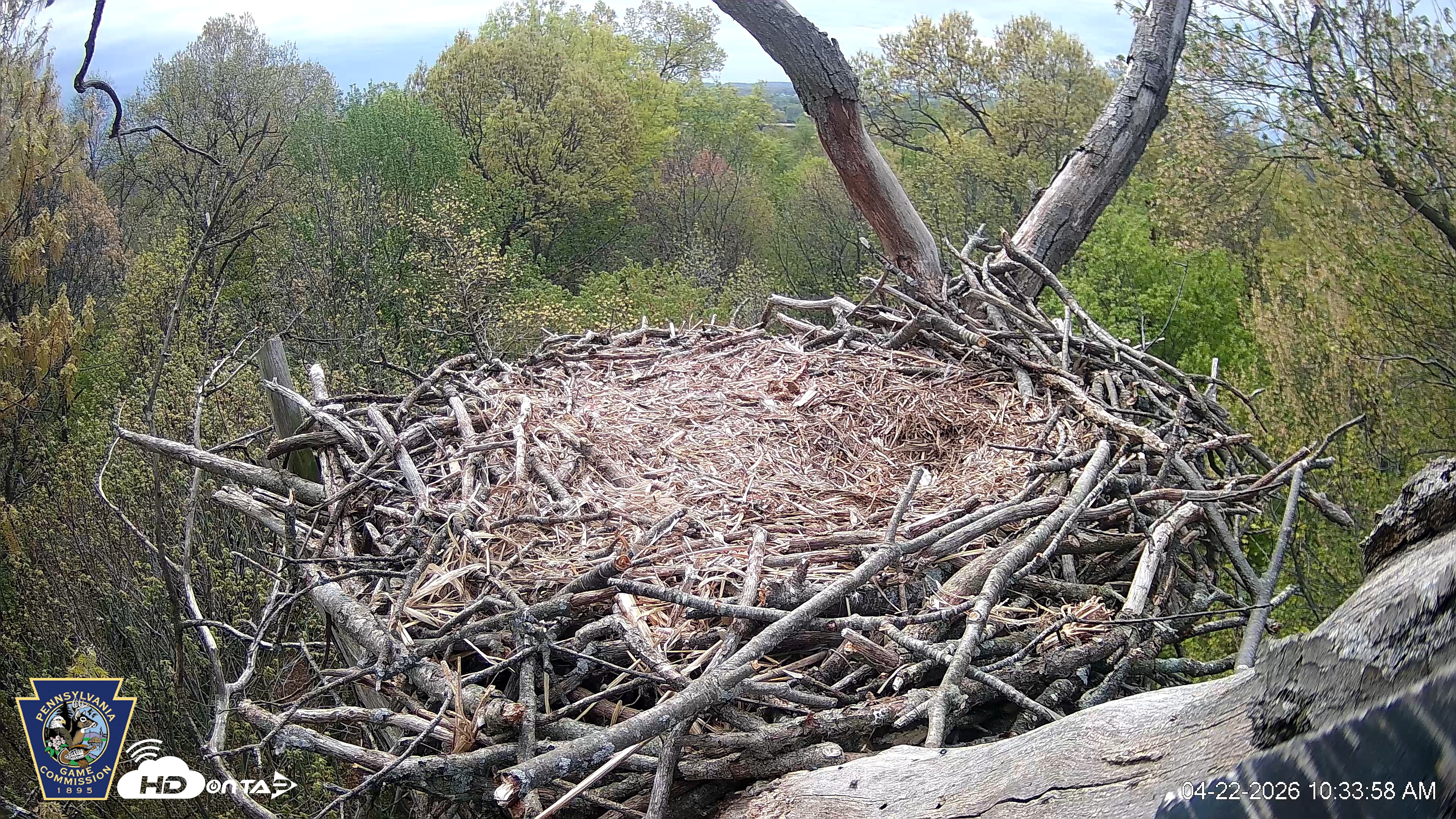 Snapshot of Hanover Eagles Live Cam taken Apr 22, 2026, 10:34am EDT