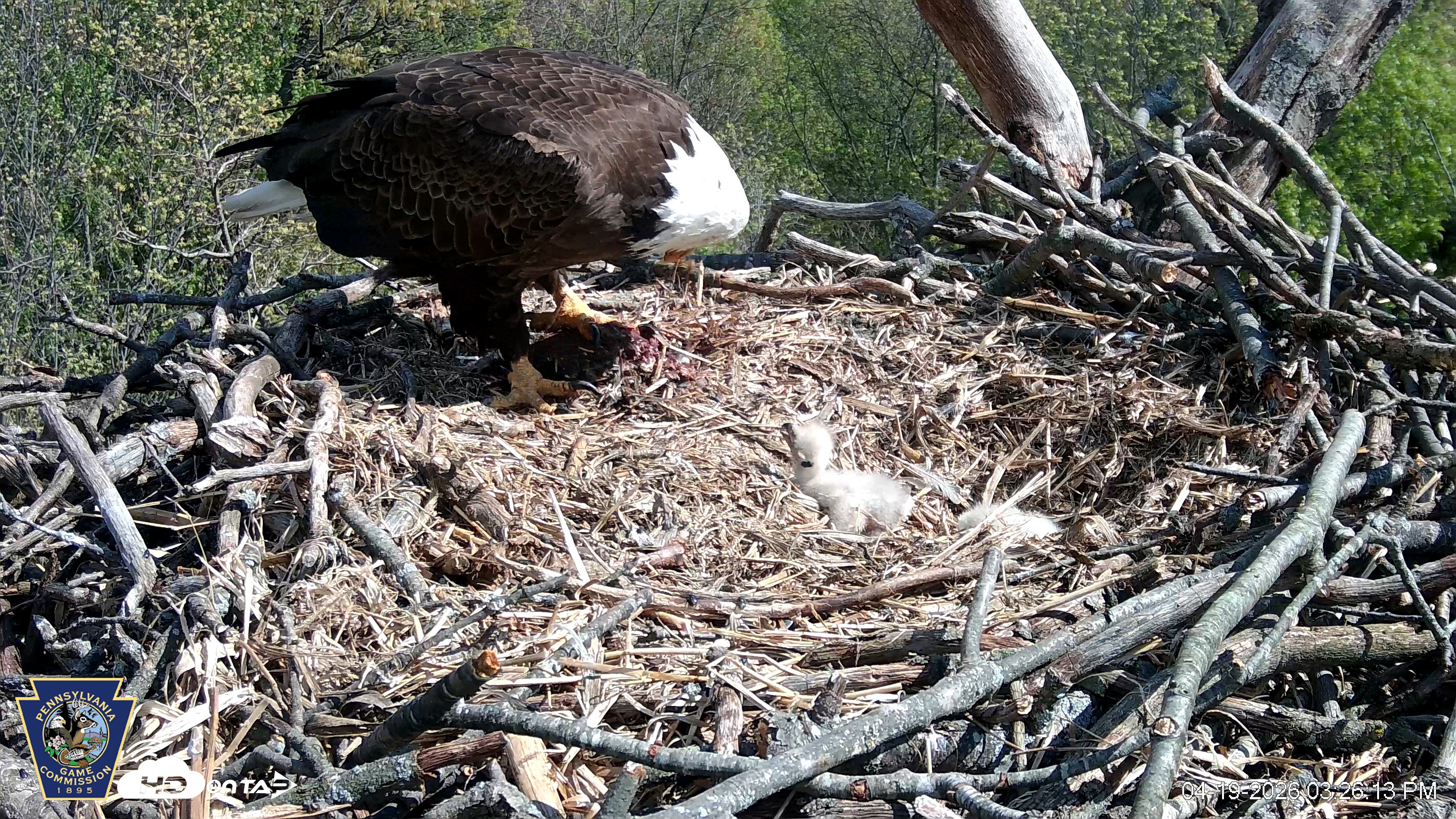 Snapshot of Hanover Eagles Live Cam taken Apr 19, 2026, 3:26pm EDT