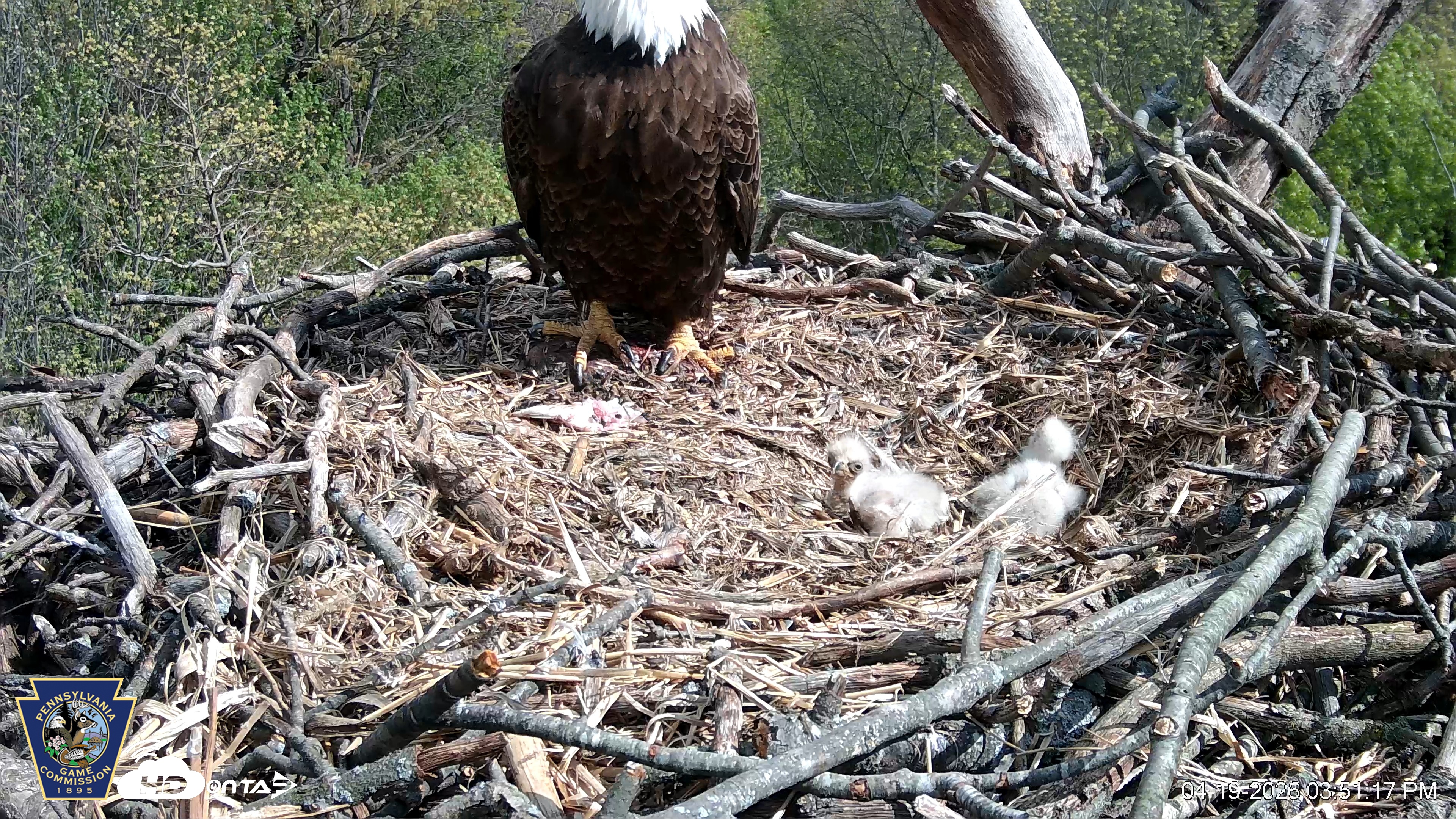 Snapshot of Hanover Eagles Live Cam taken Apr 19, 2026, 3:51pm EDT