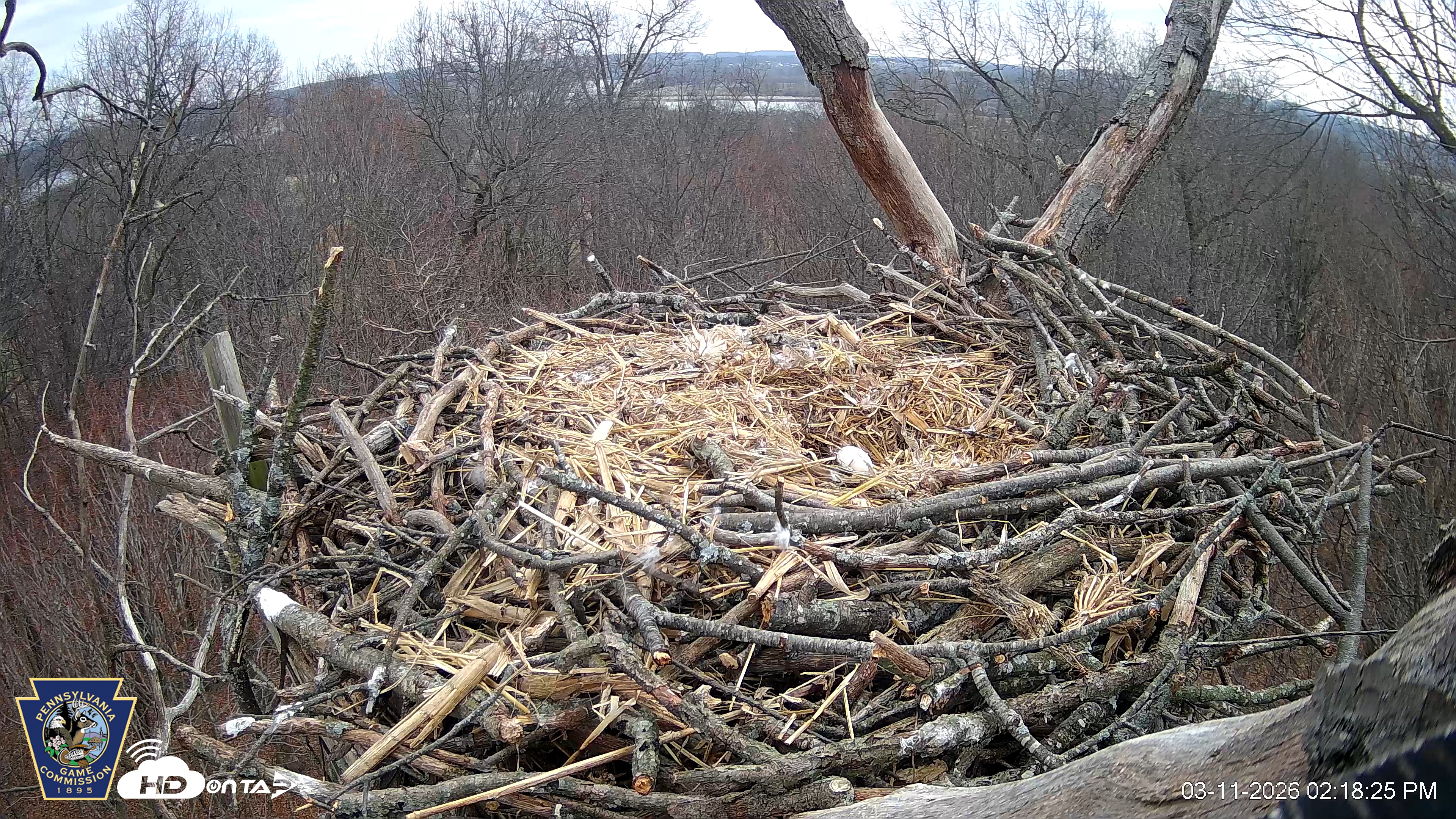 Snapshot of Hanover Eagles Live Cam taken Mar 11, 2026, 2:18pm EDT