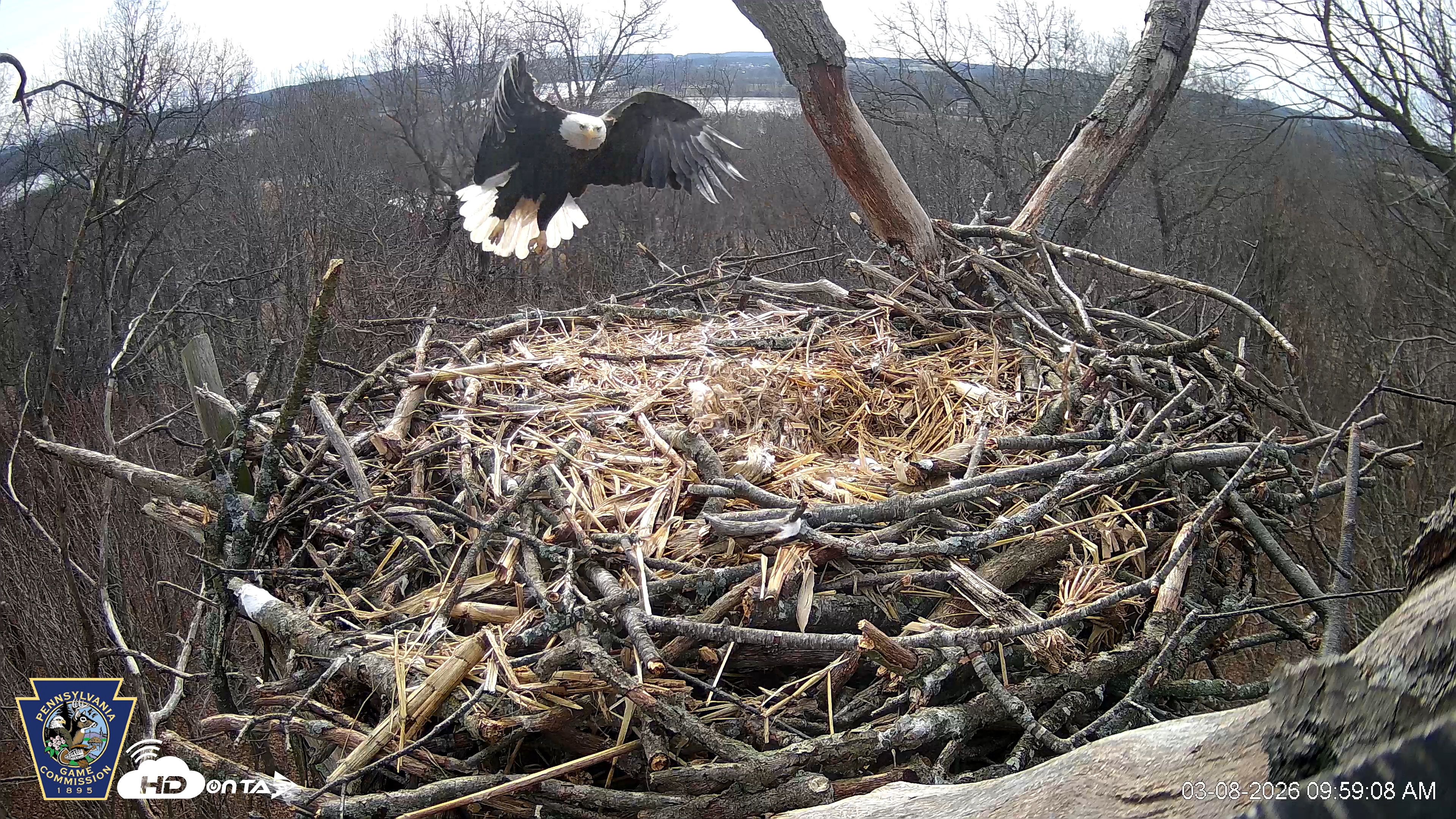 Snapshot of Hanover Eagles Live Cam taken Mar 8, 2026, 10:59am EDT