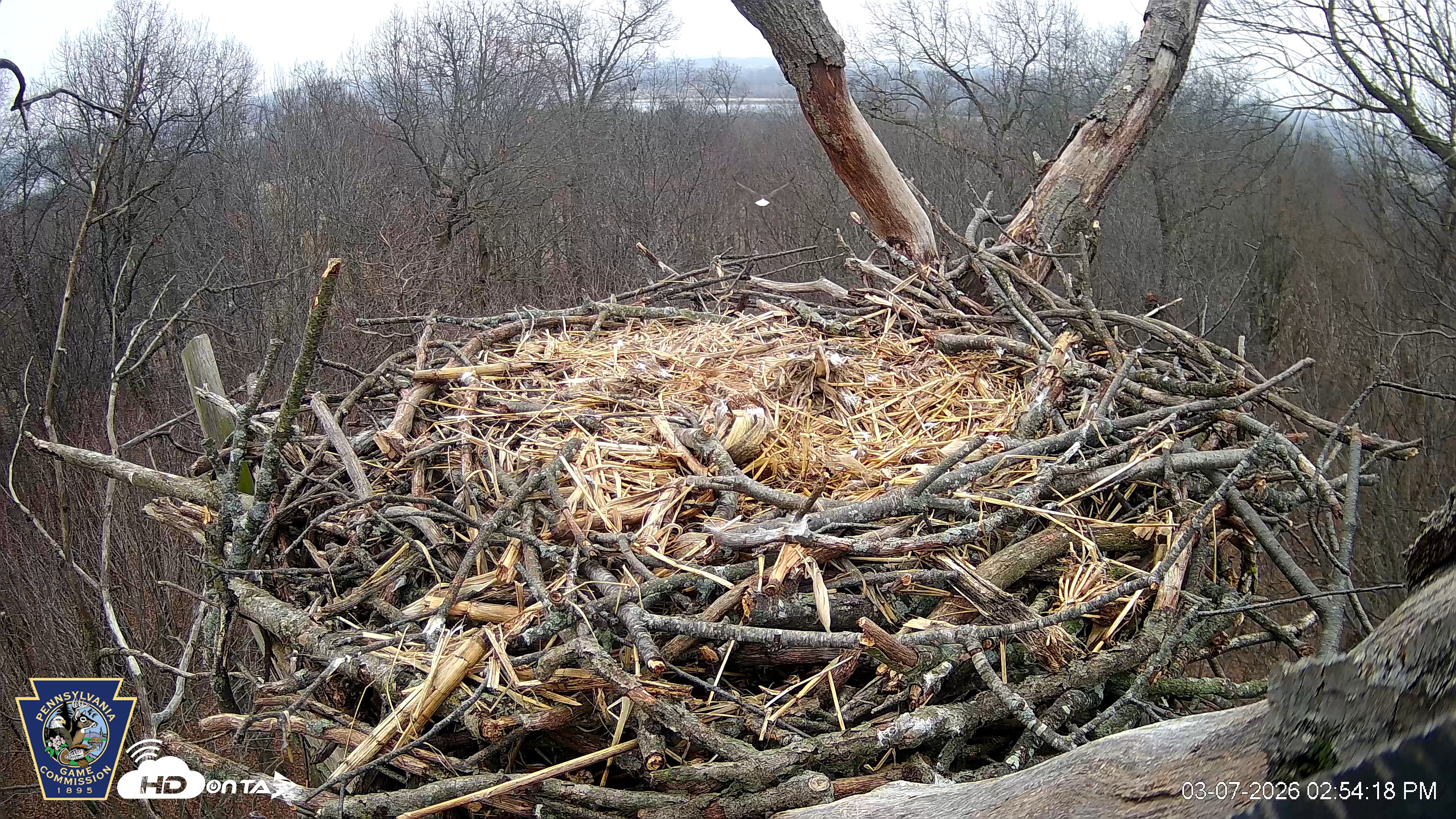 Snapshot of Hanover Eagles Live Cam taken Mar 7, 2026, 2:55pm EST