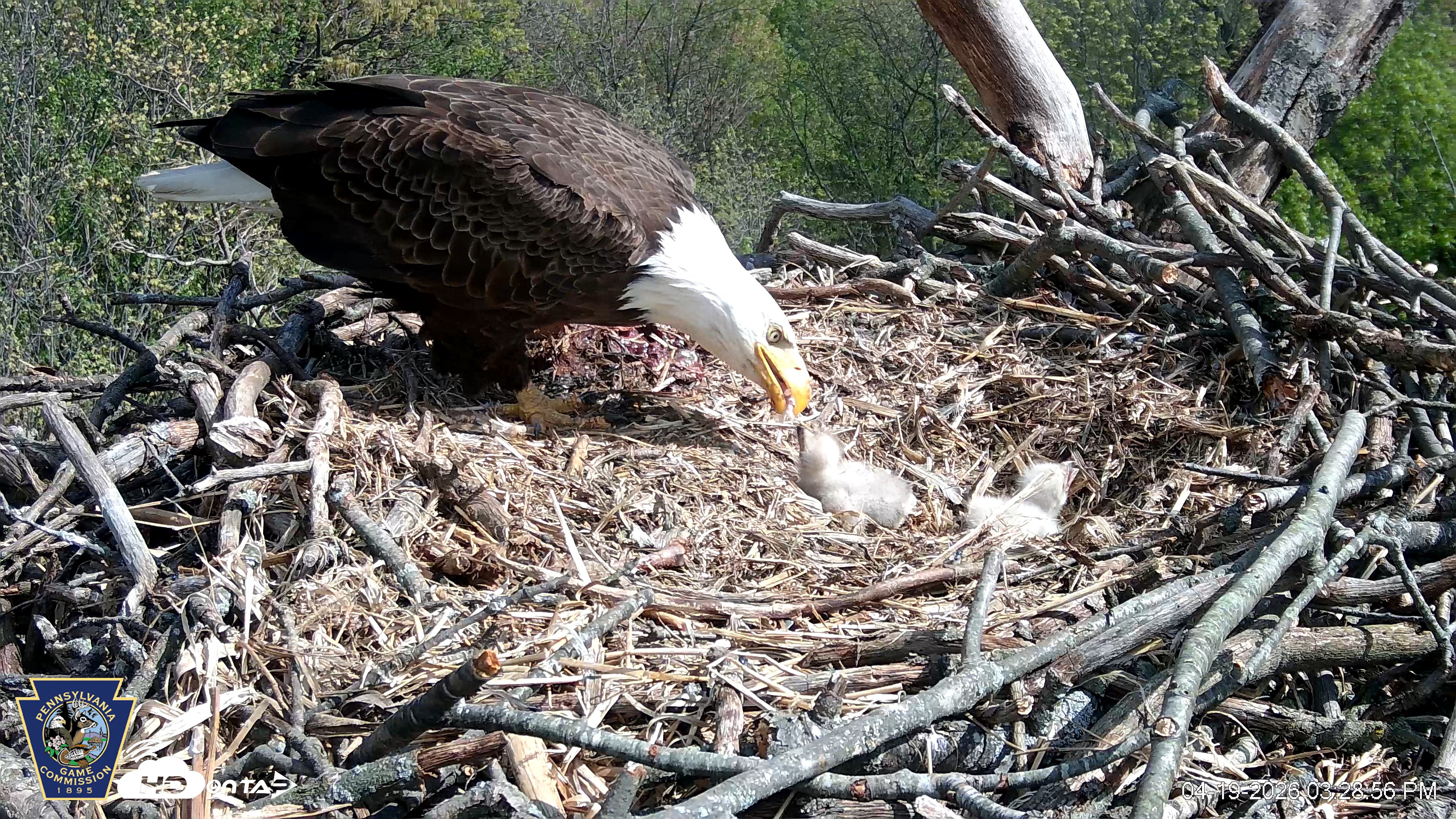 Snapshot of Hanover Eagles Live Cam taken Apr 19, 2026, 3:29pm EDT