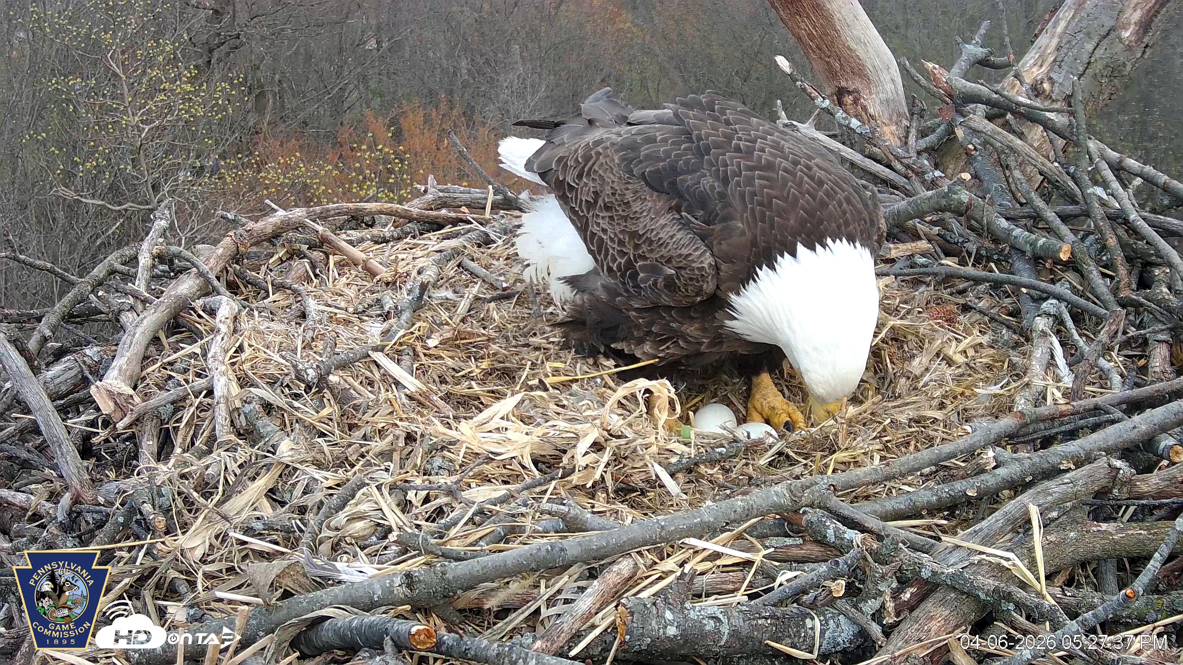 Snapshot of Hanover Eagles Live Cam taken Apr 6, 2026, 5:28pm EDT