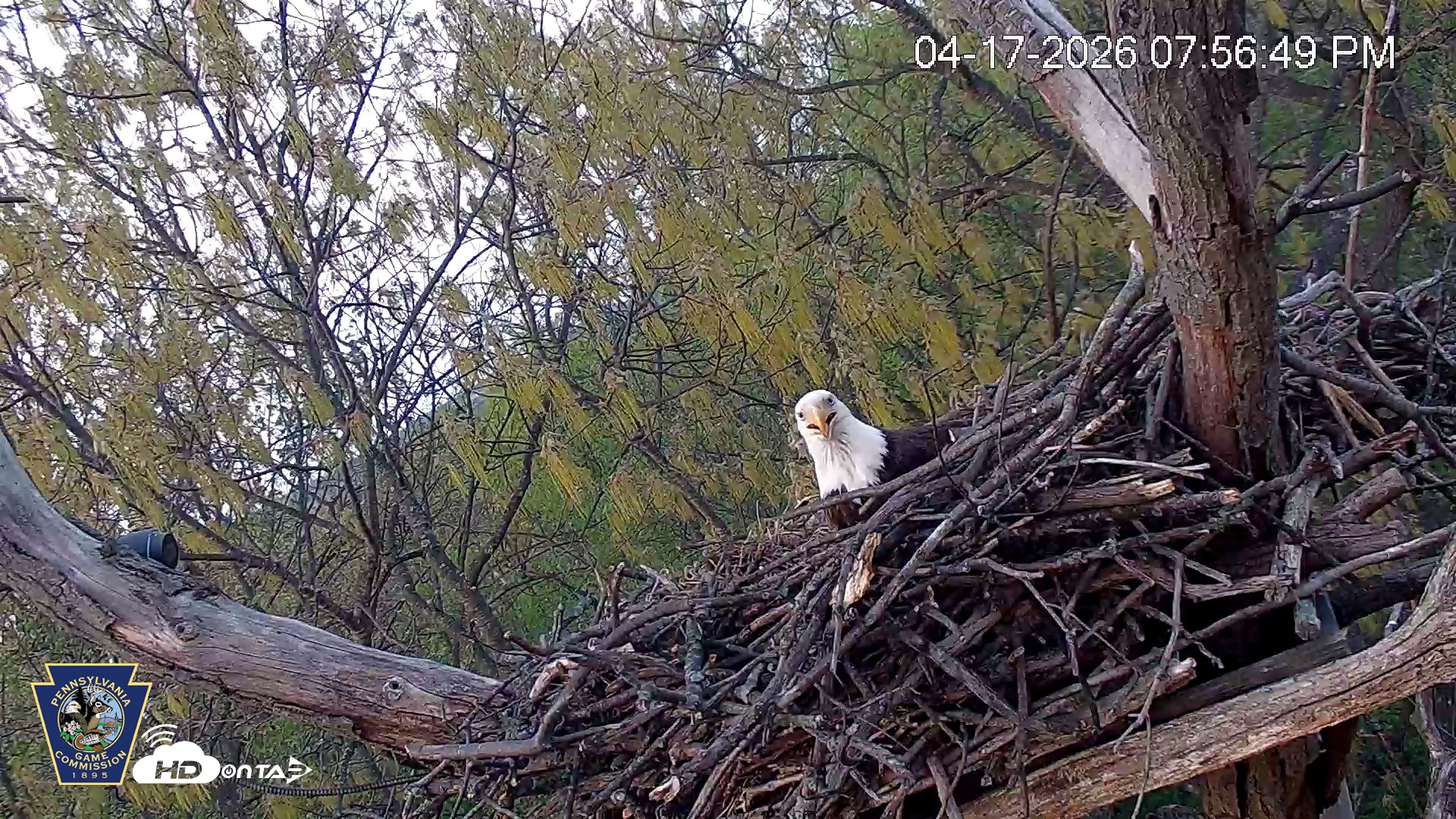 Snapshot of Hanover Eagles Live Cam taken Apr 17, 2026, 7:57pm EDT