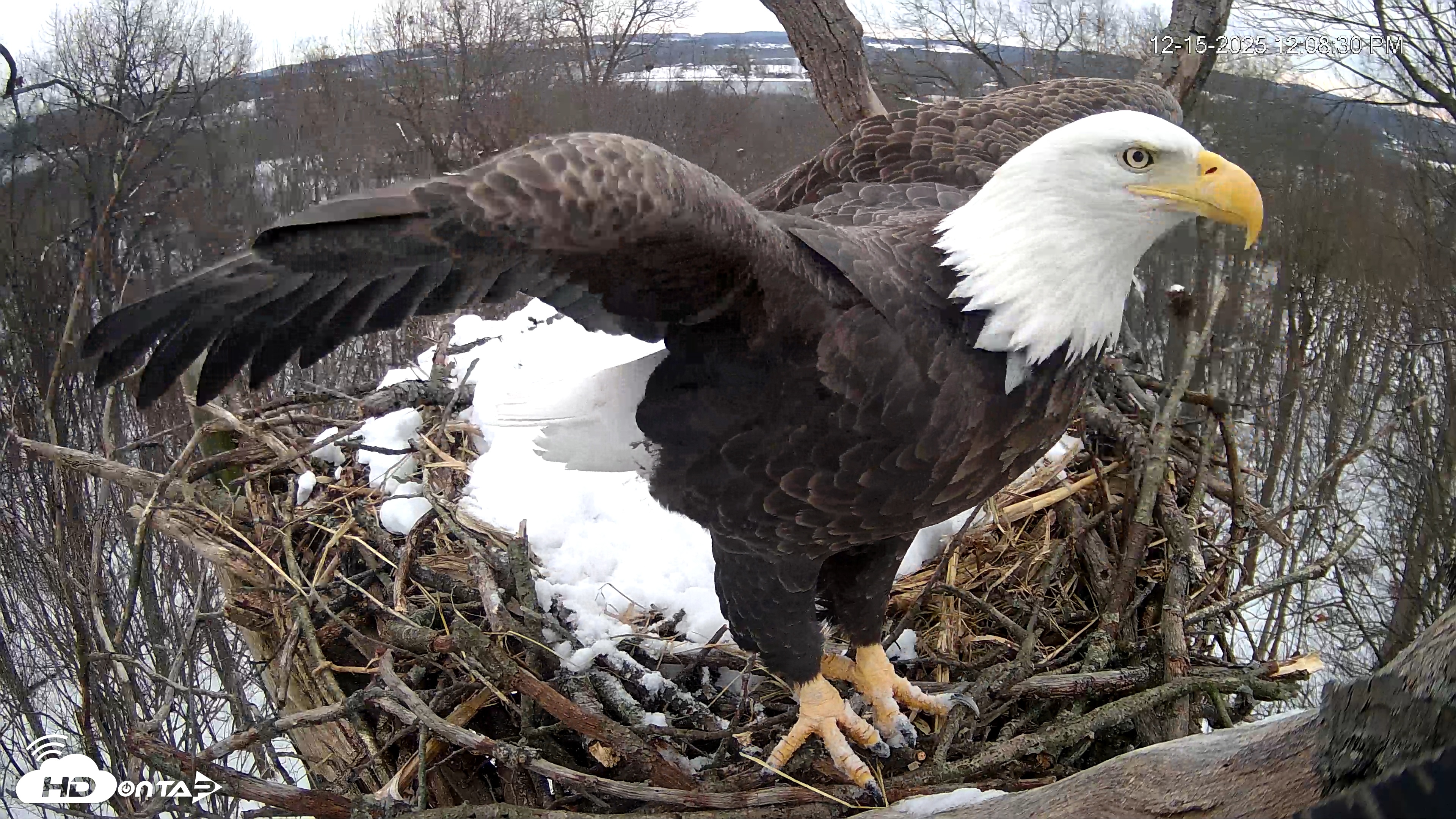 Snapshot of Hanover Eagles Live Cam taken Dec 15, 2025, 12:08pm EST